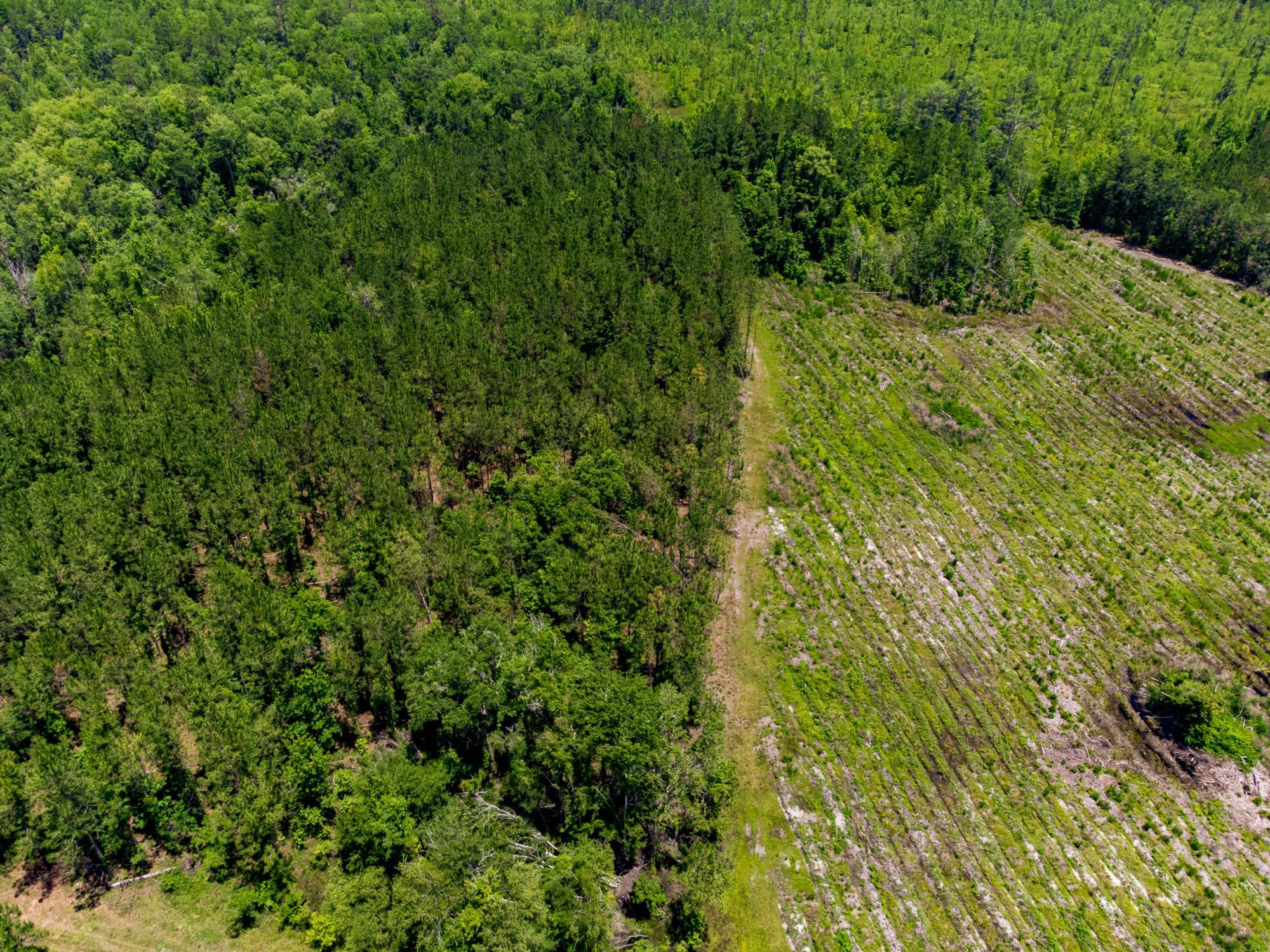 003 Brushy Hammock Road, MAYO, Florida image 17