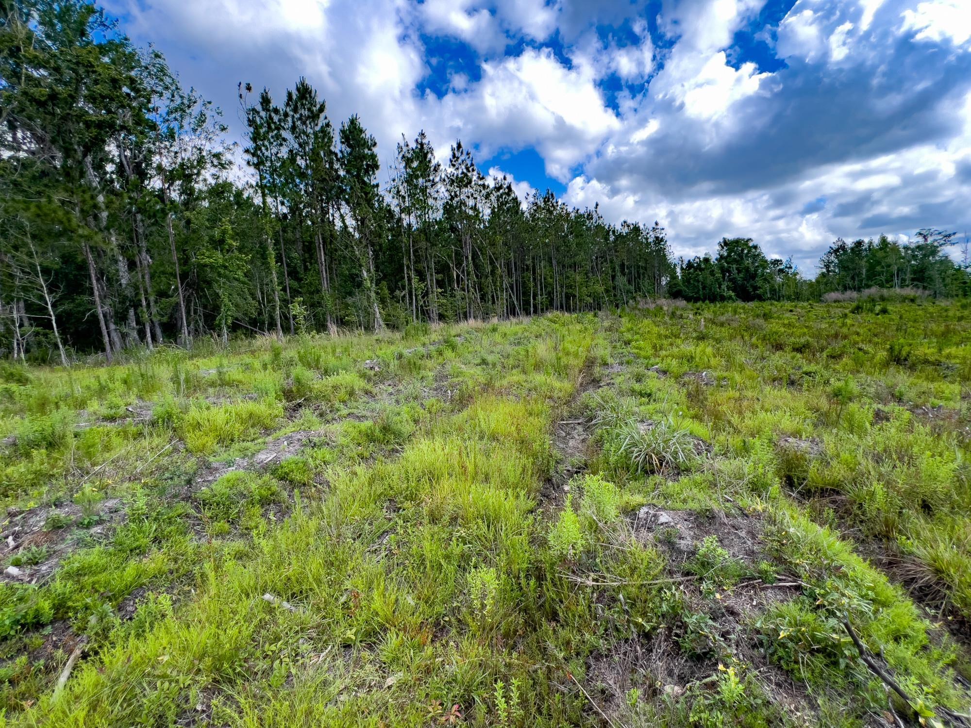 003 Brushy Hammock Road, MAYO, Florida image 24