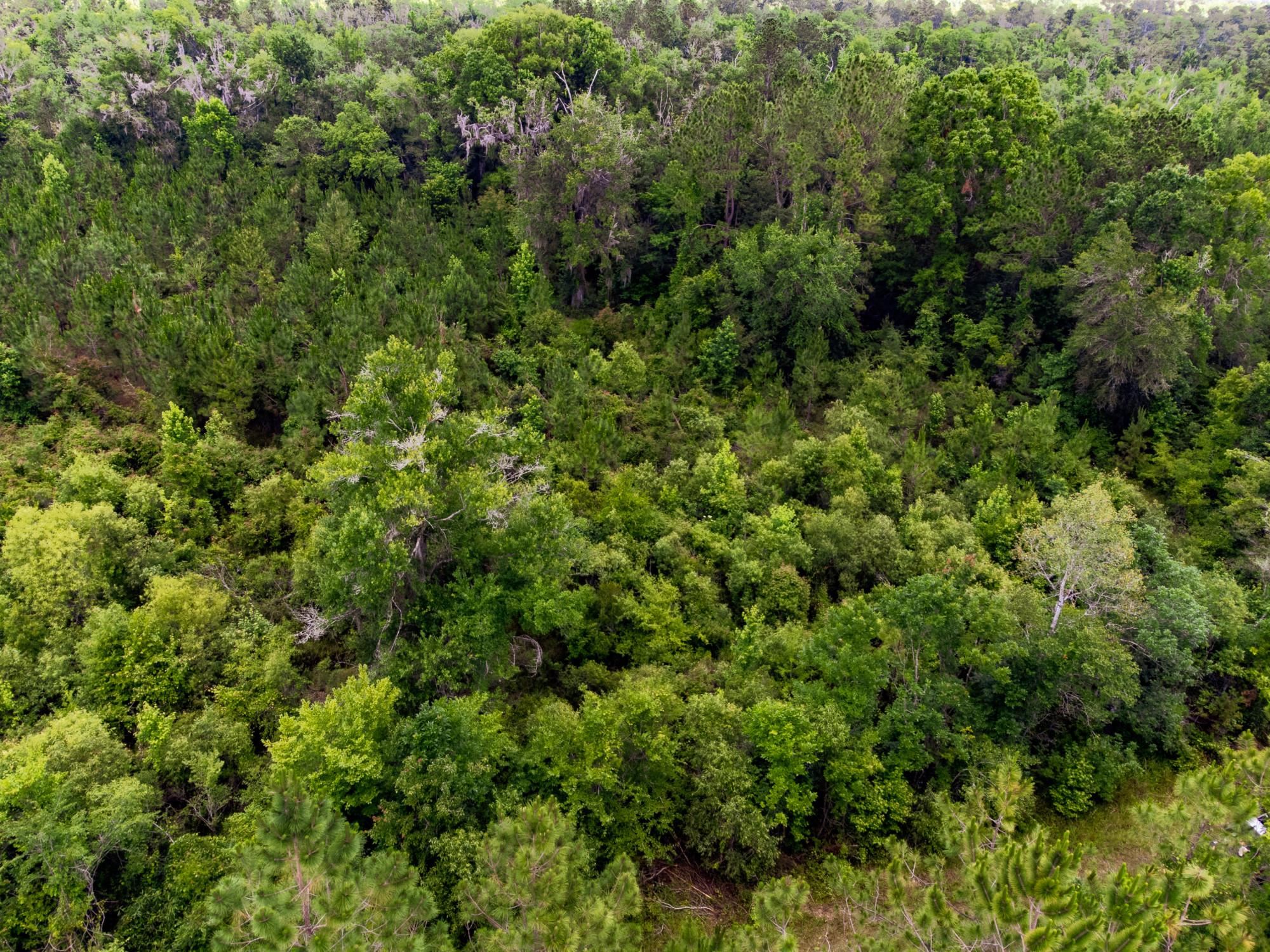 003 Brushy Hammock Road, MAYO, Florida image 8