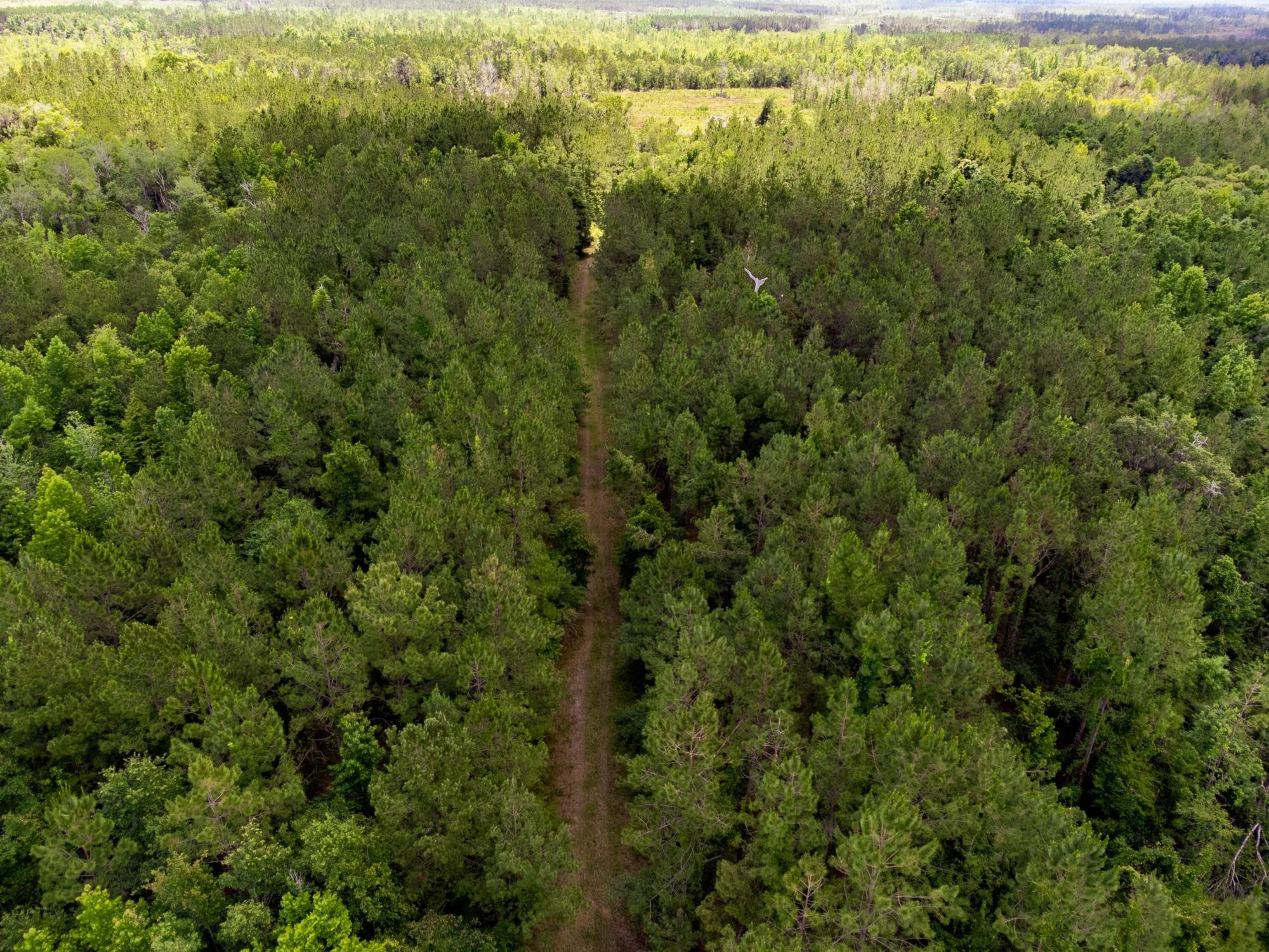 003 Brushy Hammock Road, MAYO, Florida image 9