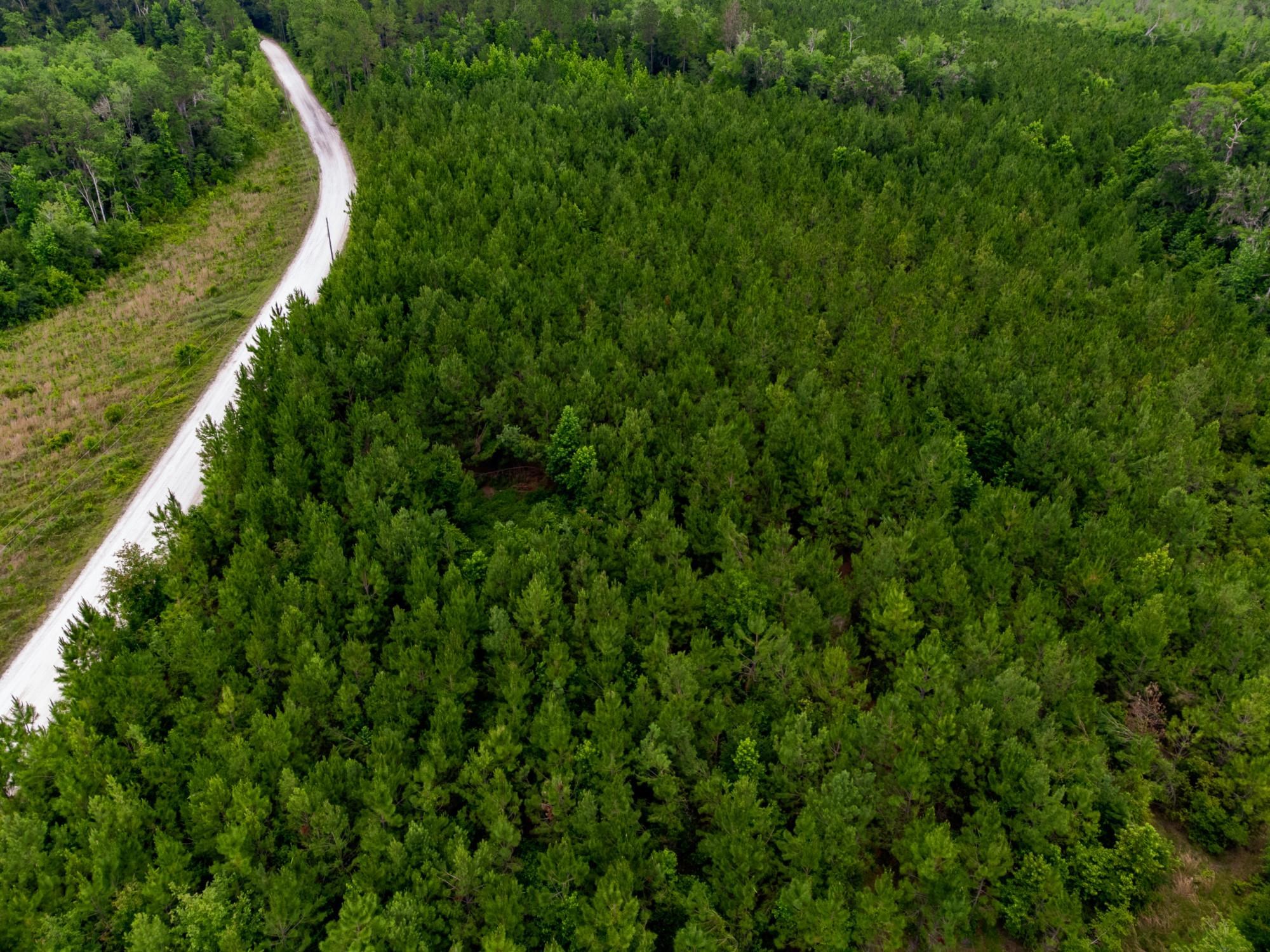 004 Brushy Hammock Road, MAYO, Florida image 11