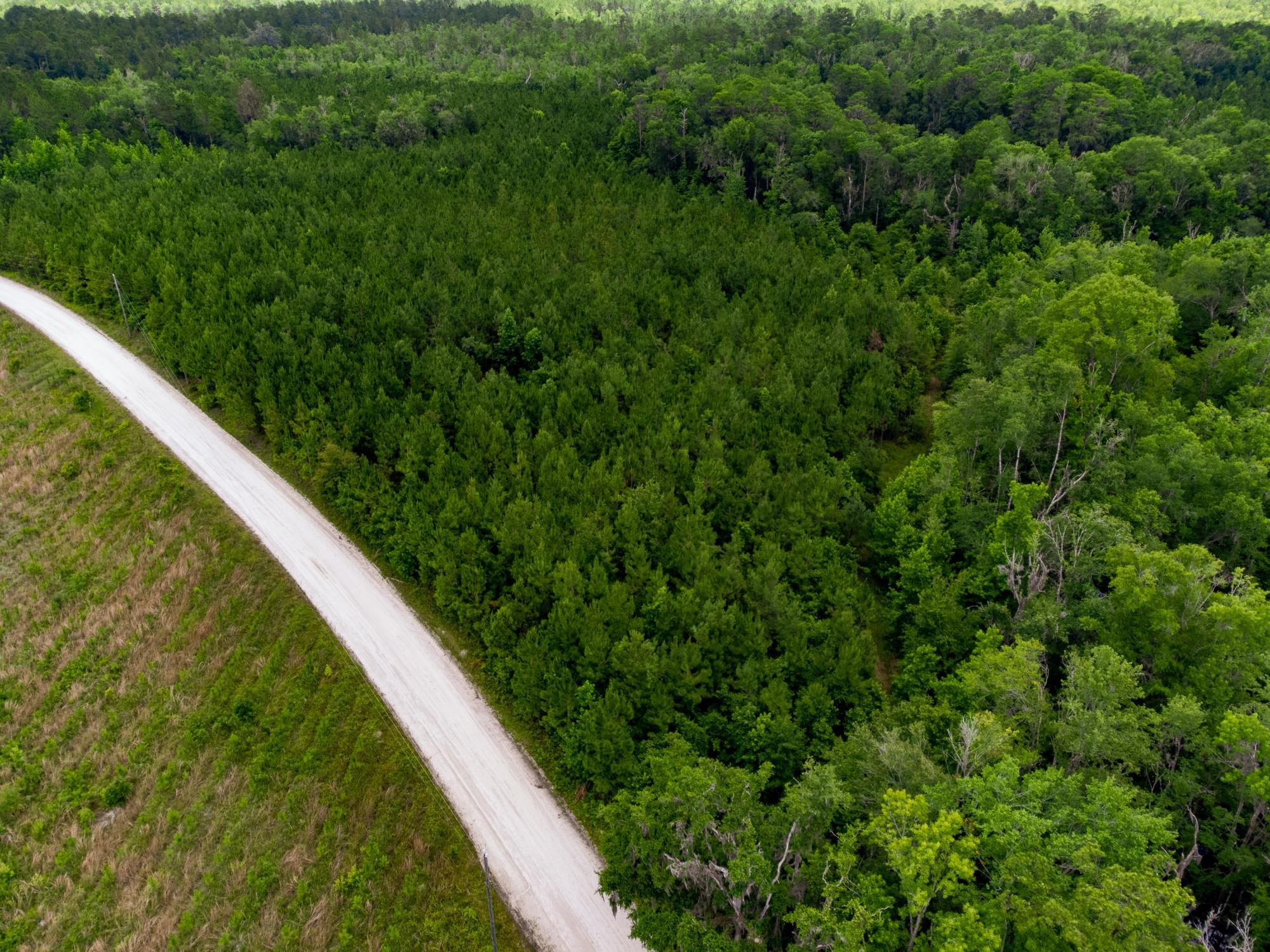 004 Brushy Hammock Road, MAYO, Florida image 3