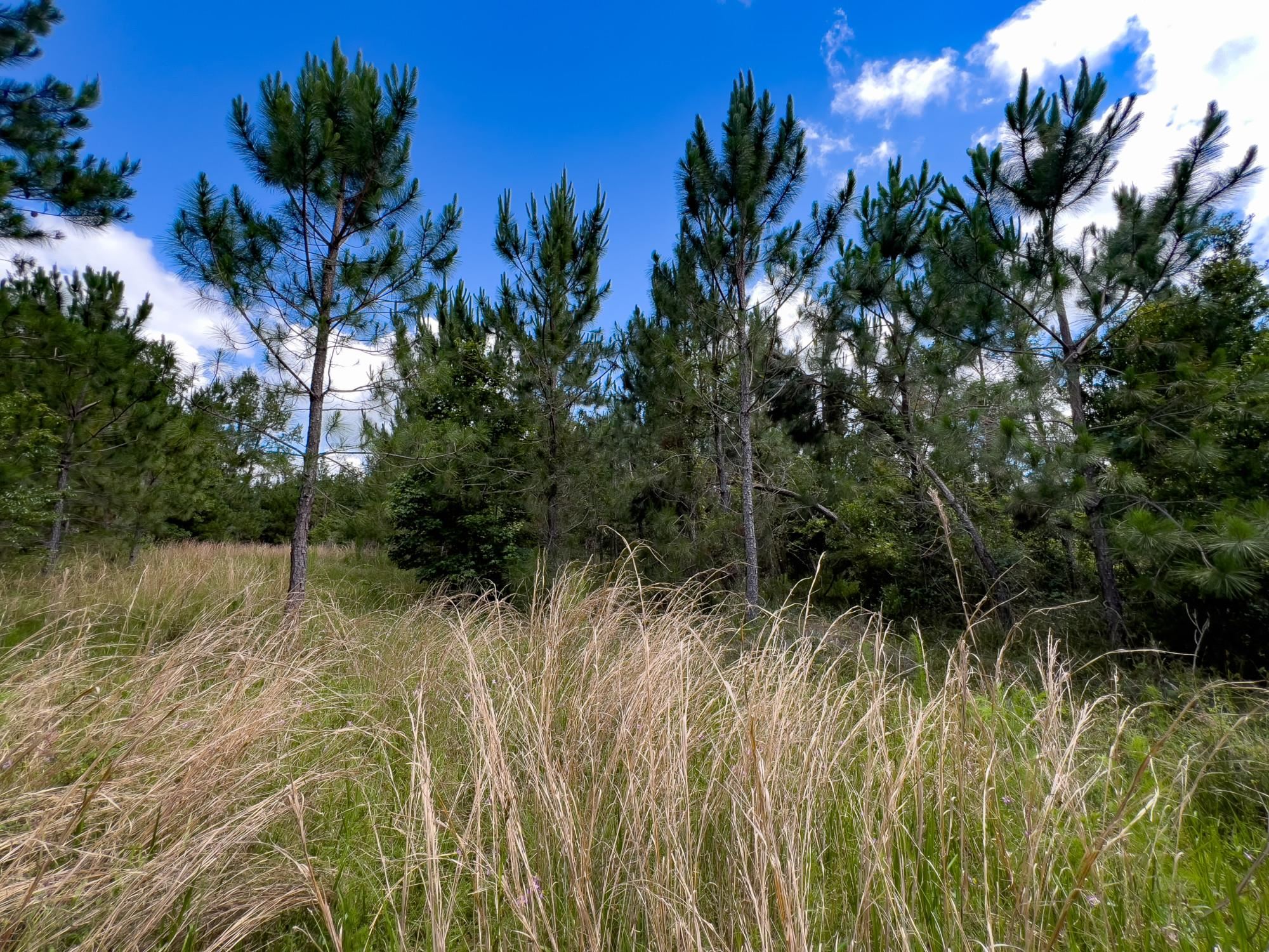 004 Brushy Hammock Road, MAYO, Florida image 6