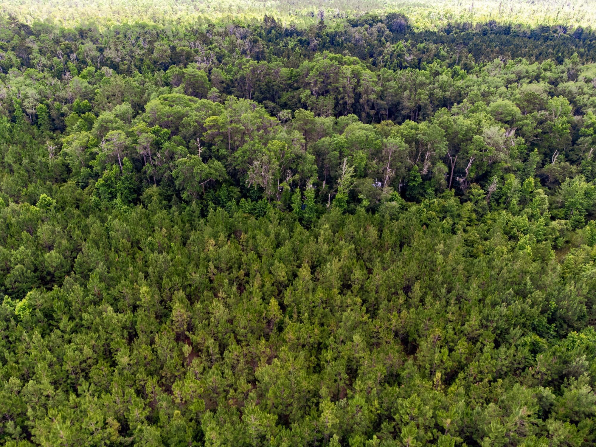 004 Brushy Hammock Road, MAYO, Florida image 9