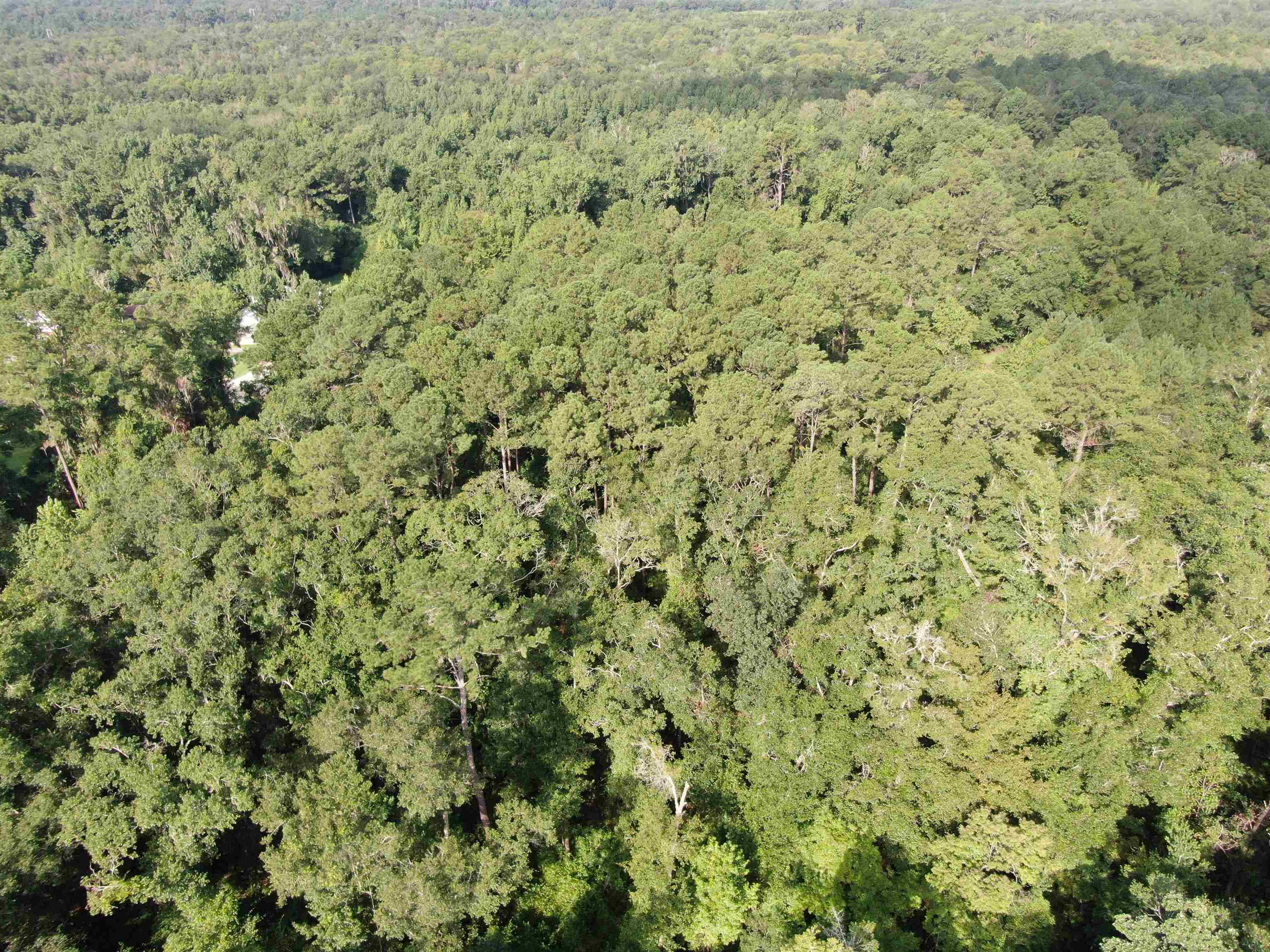 Vacant NW Cr 140, Greenville, Florida image 3