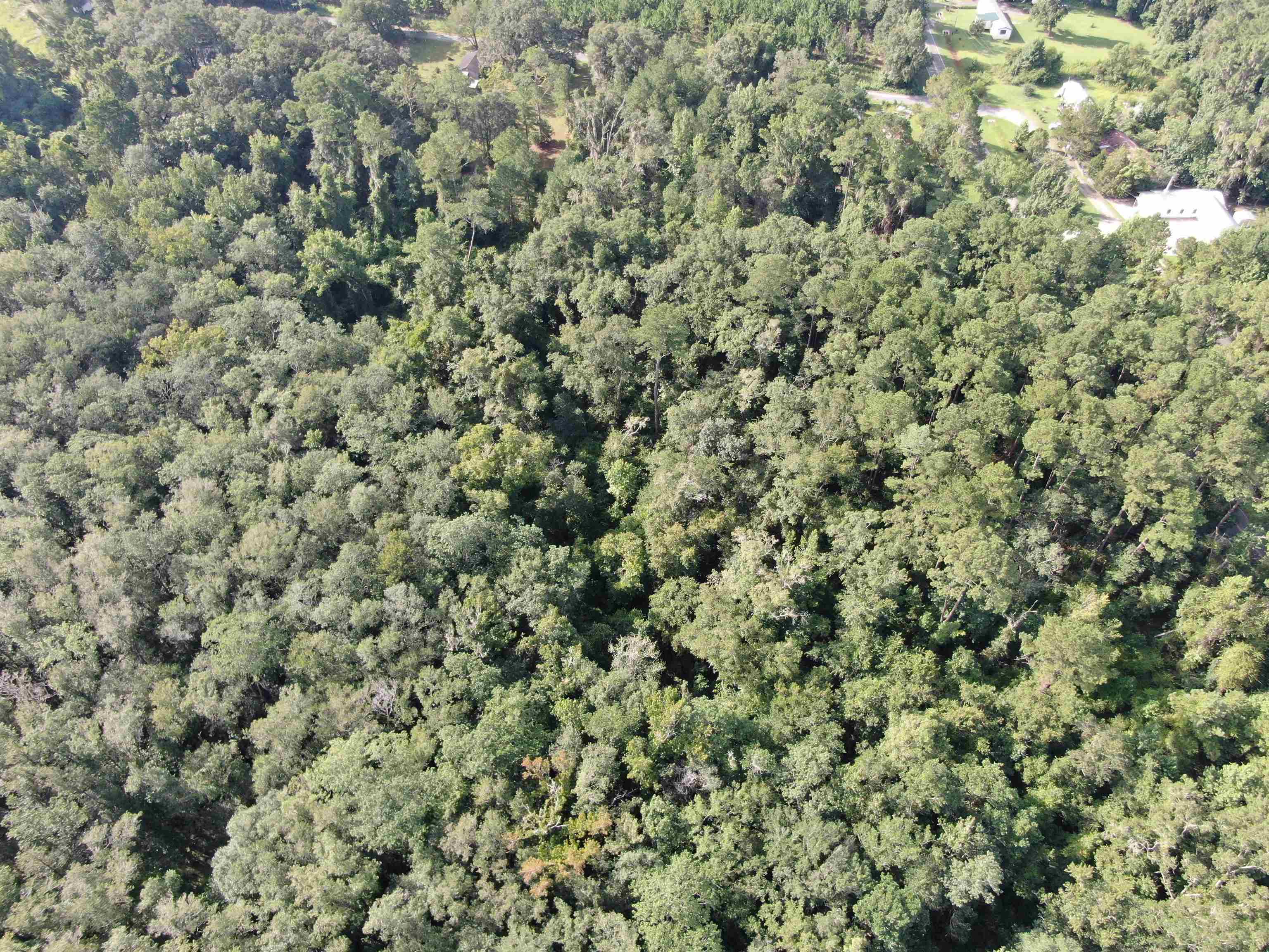 Vacant NW Cr 140, Greenville, Florida image 4