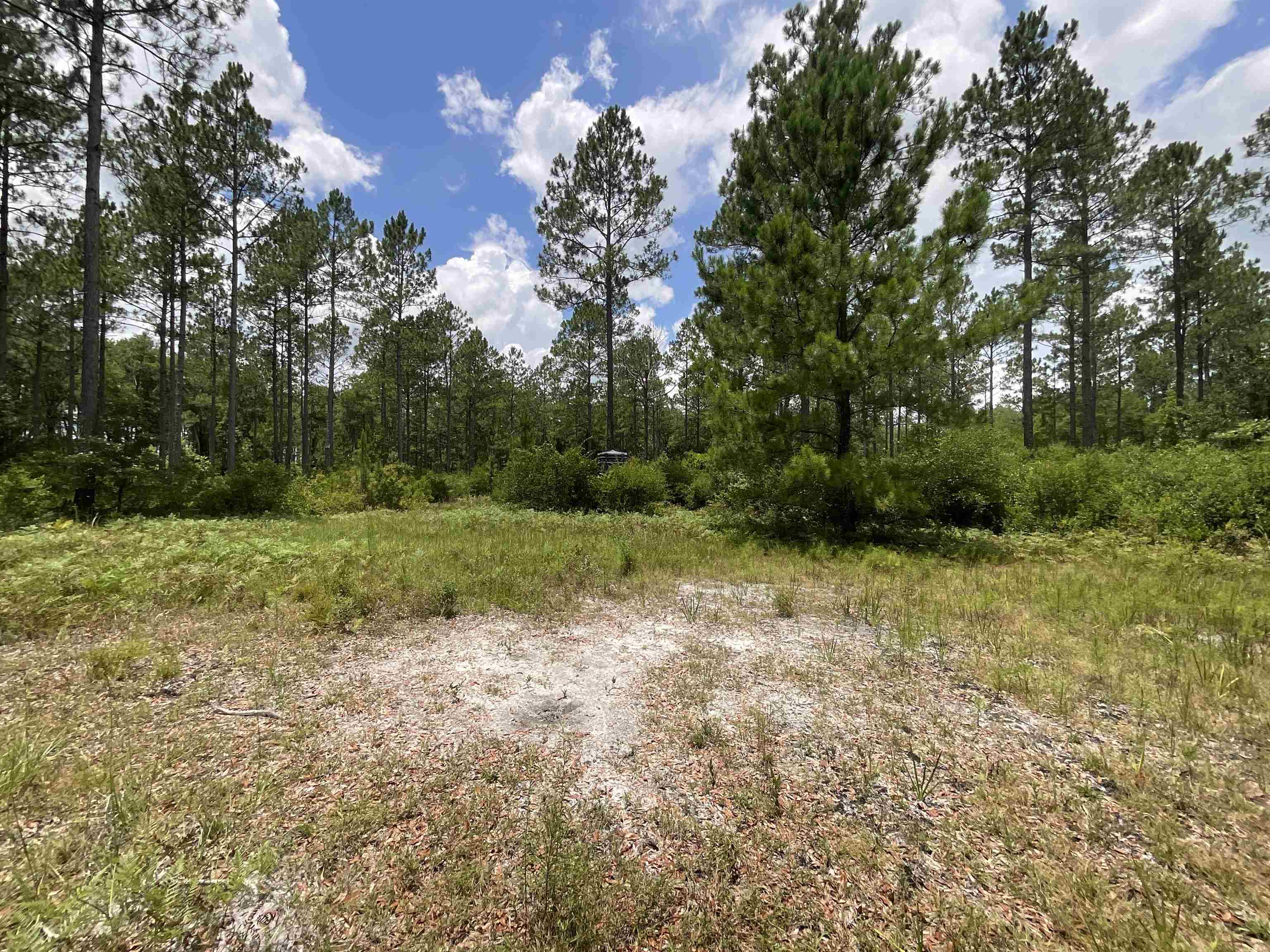 Vacant Oneal Tram Road, Lamont, Florida image 10