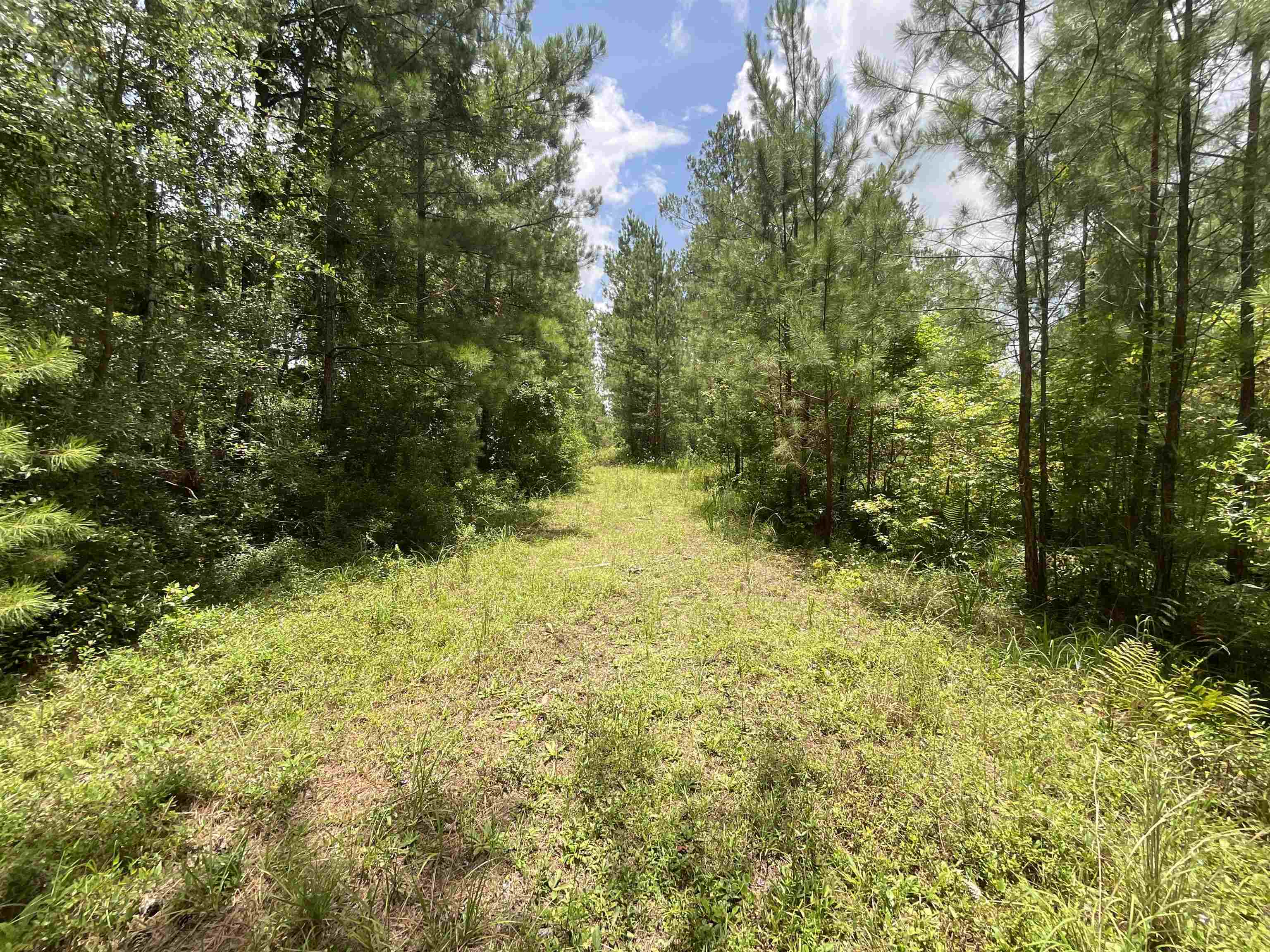 Vacant Oneal Tram Road, Lamont, Florida image 11