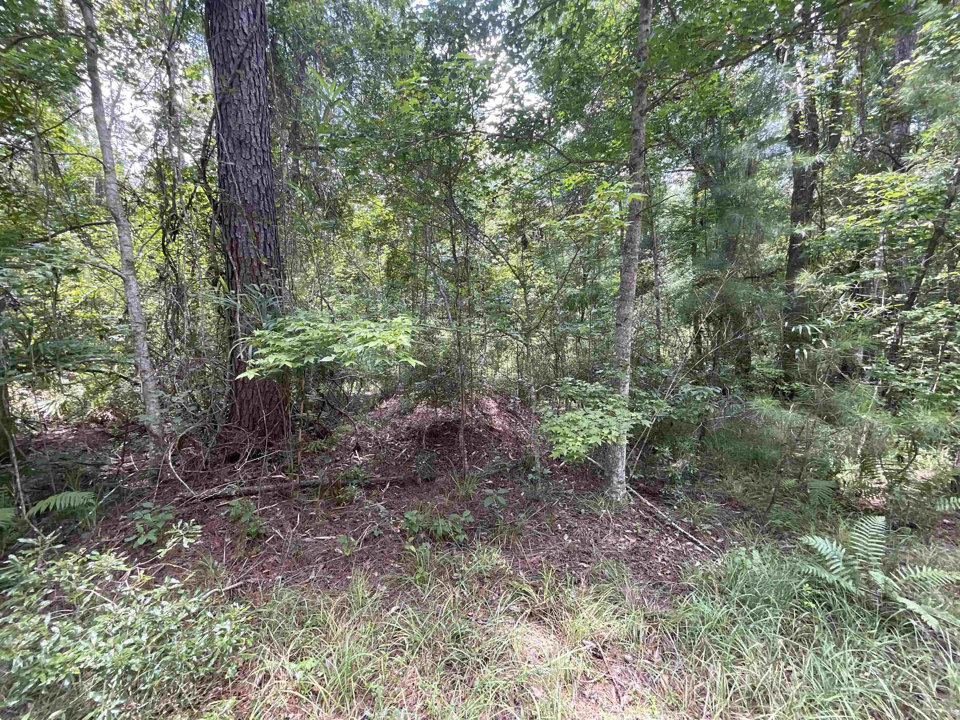 Vacant Oneal Tram Road, Lamont, Florida image 12