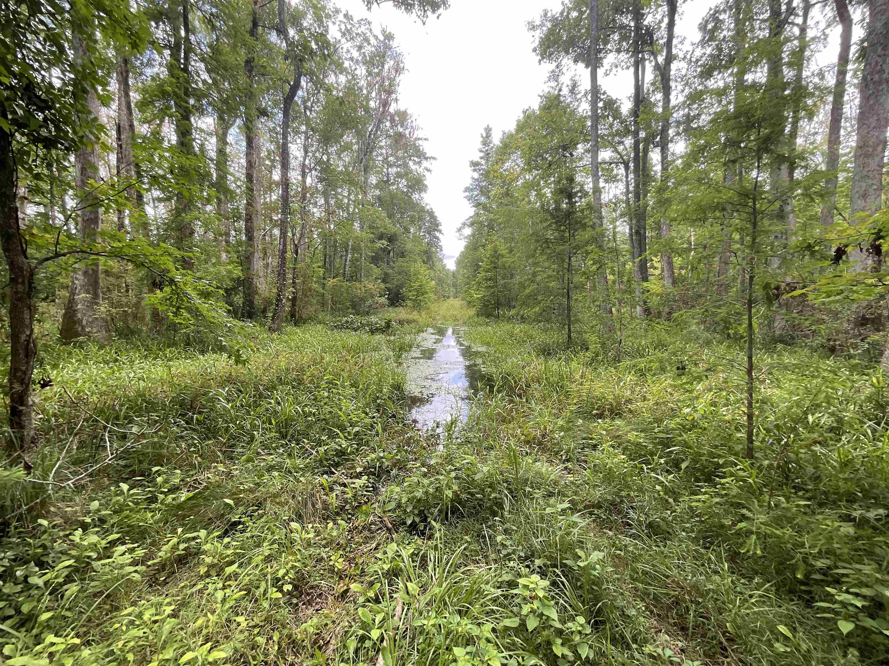 Vacant Oneal Tram Road, Lamont, Florida image 14