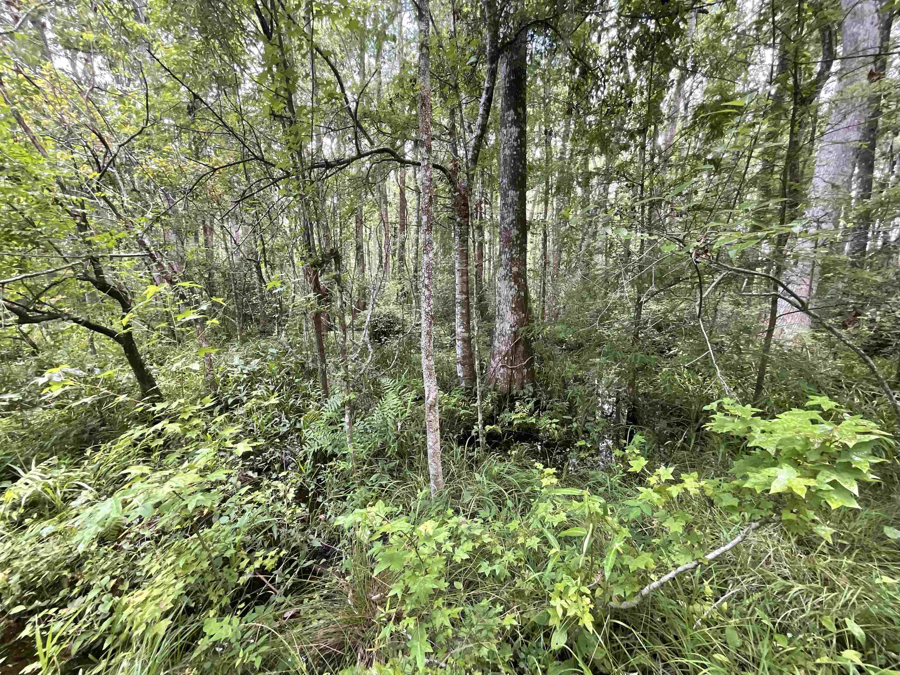 Vacant Oneal Tram Road, Lamont, Florida image 15