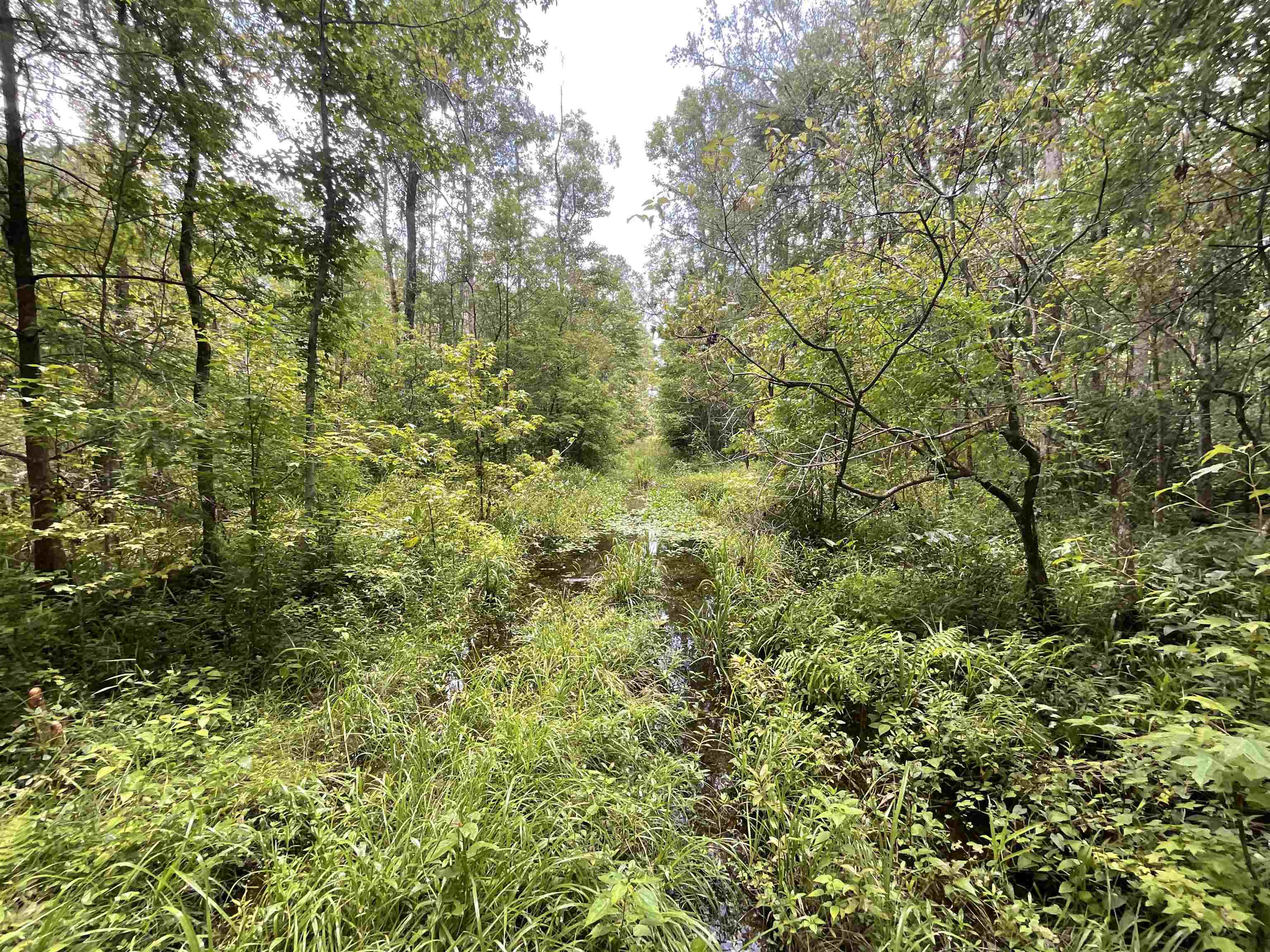 Vacant Oneal Tram Road, Lamont, Florida image 16