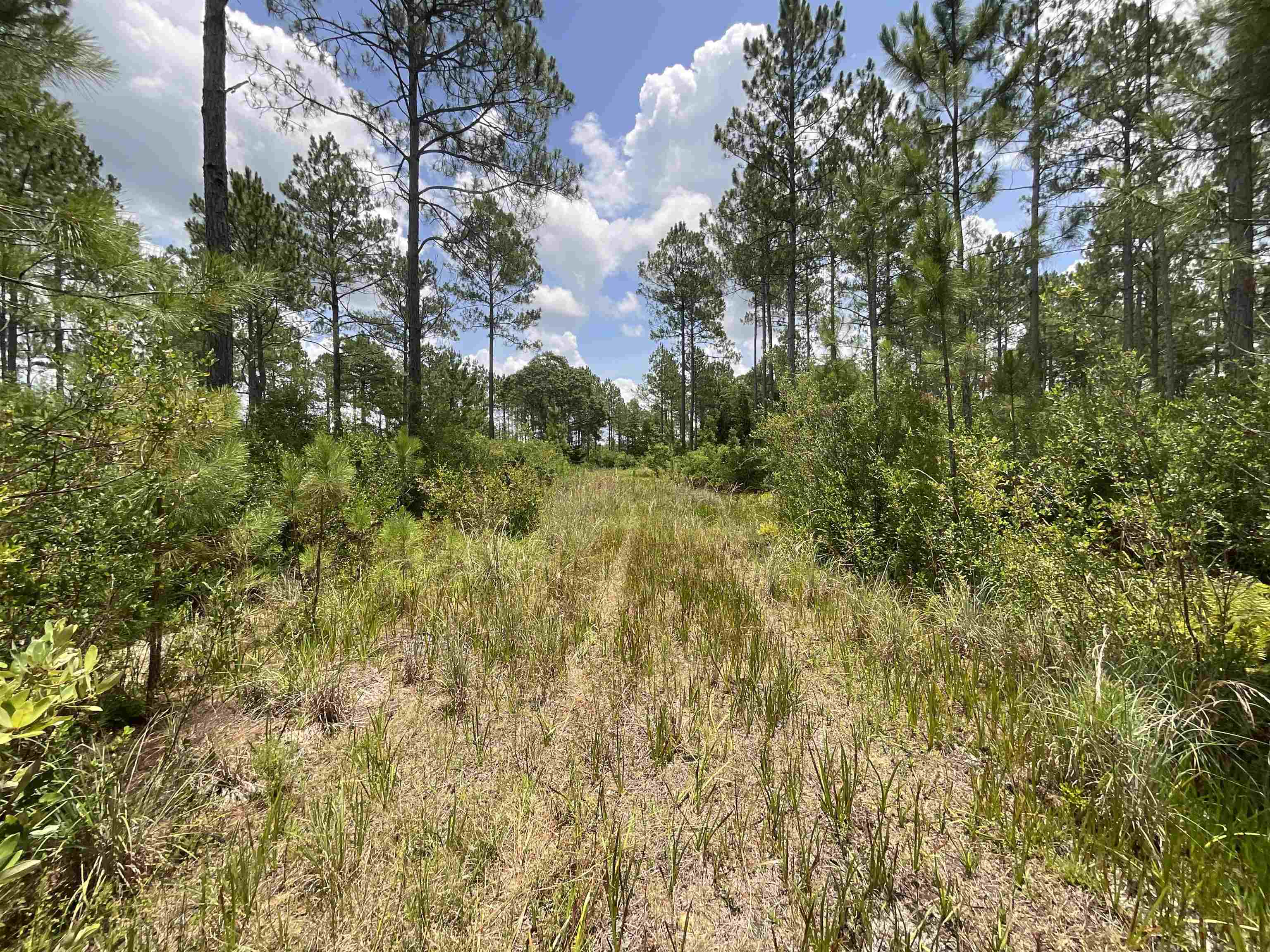 Vacant Oneal Tram Road, Lamont, Florida image 17