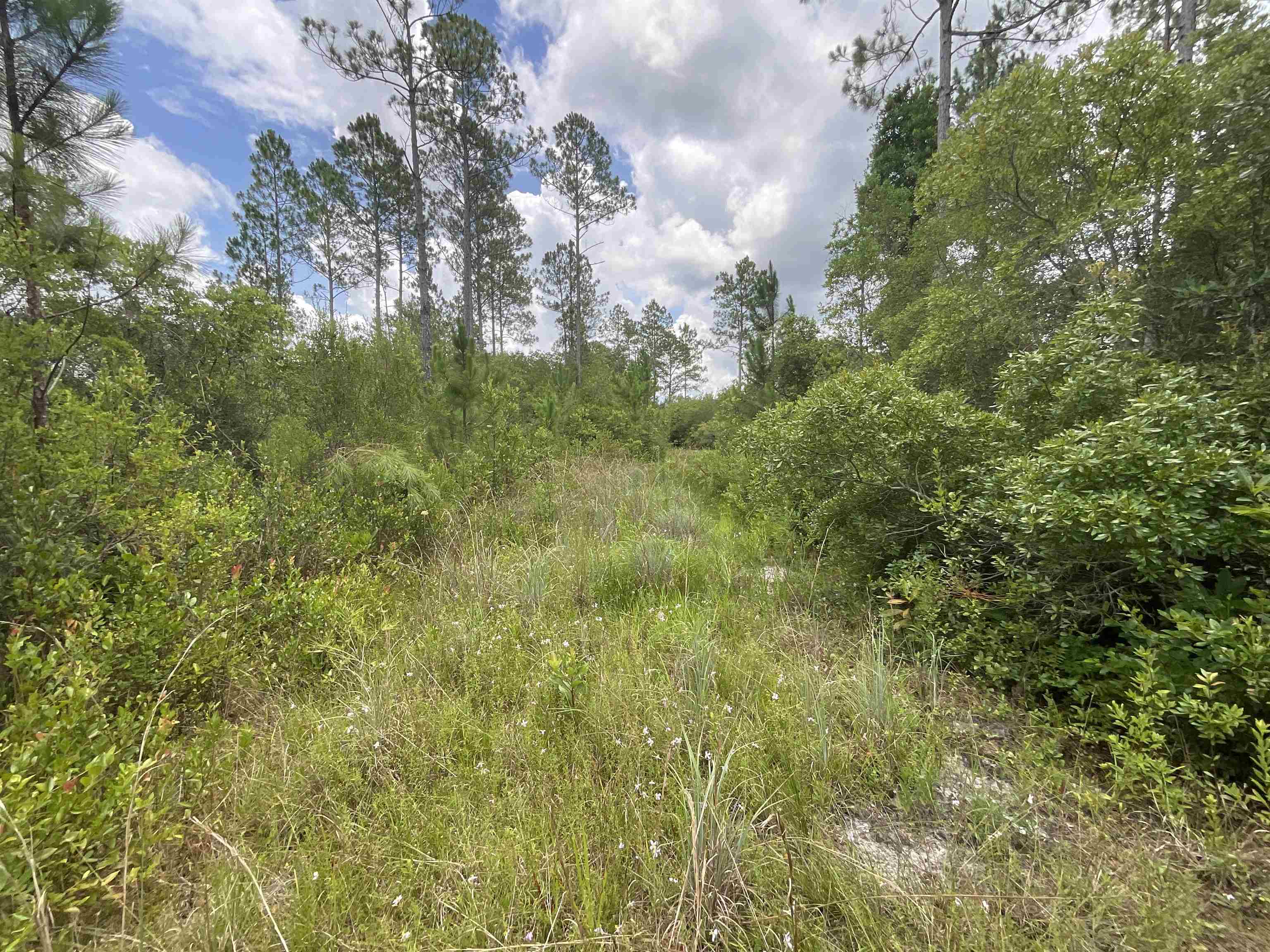 Vacant Oneal Tram Road, Lamont, Florida image 18