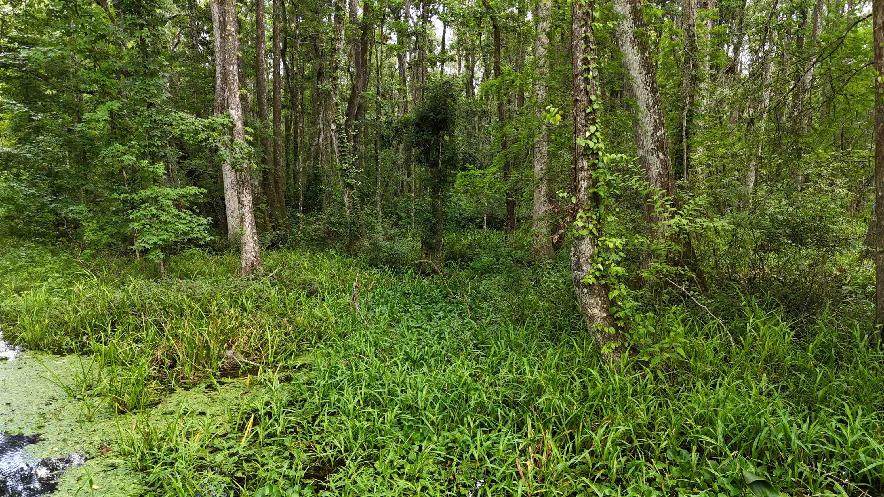 Vacant Oneal Tram Road, Lamont, Florida image 19