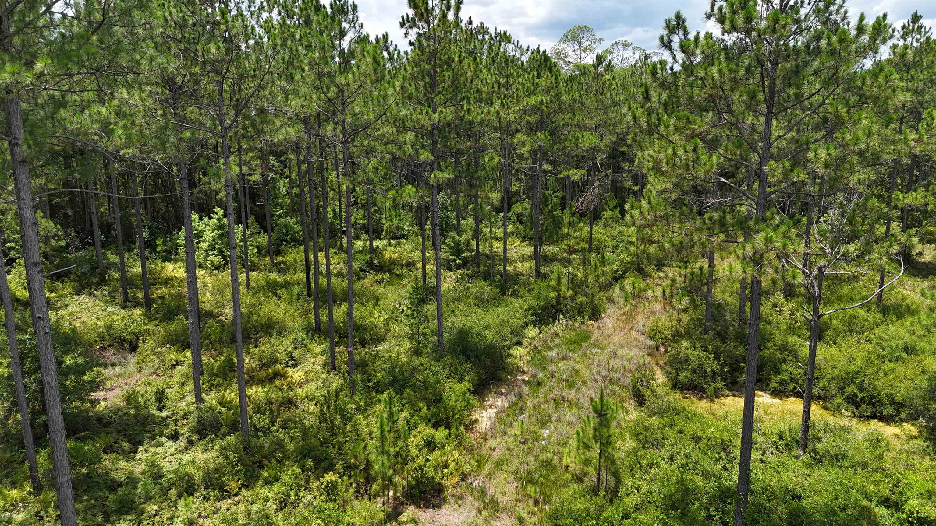 Vacant Oneal Tram Road, Lamont, Florida image 24