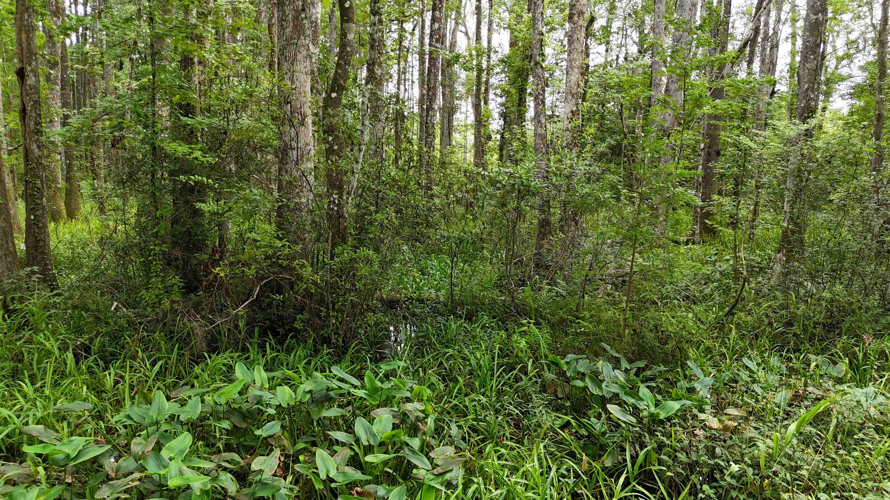 Vacant Oneal Tram Road, Lamont, Florida image 25