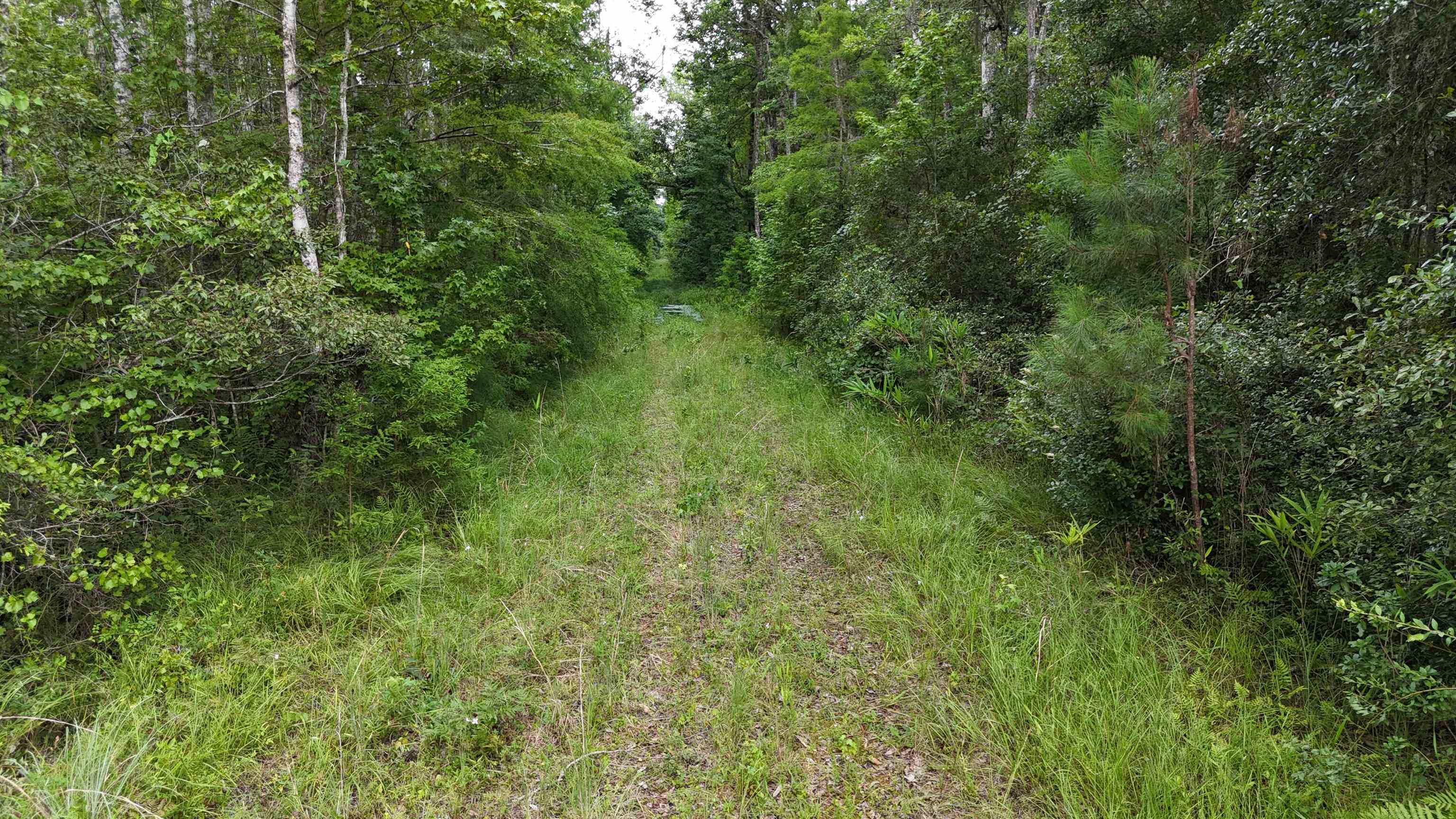 Vacant Oneal Tram Road, Lamont, Florida image 30