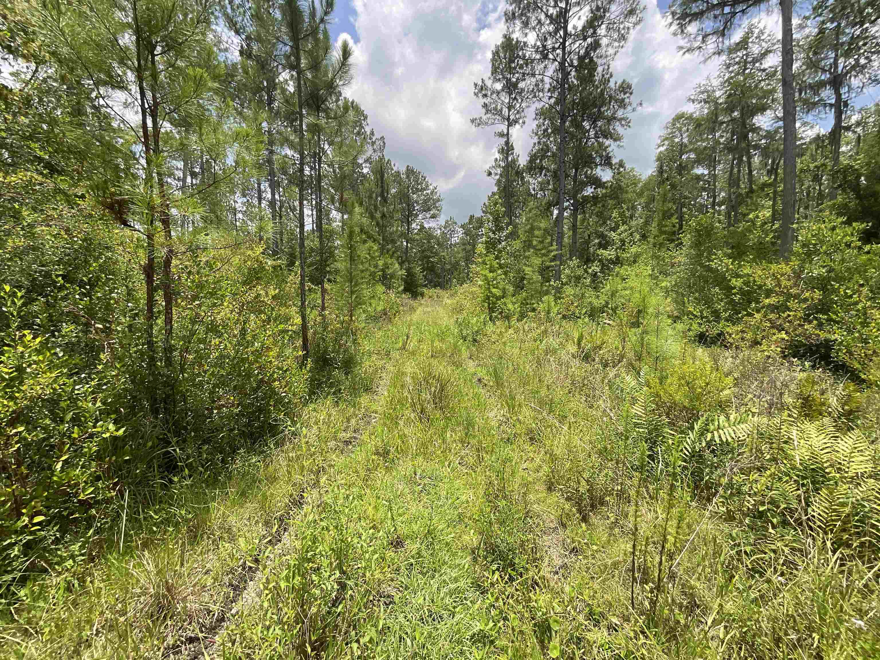 Vacant Oneal Tram Road, Lamont, Florida image 31