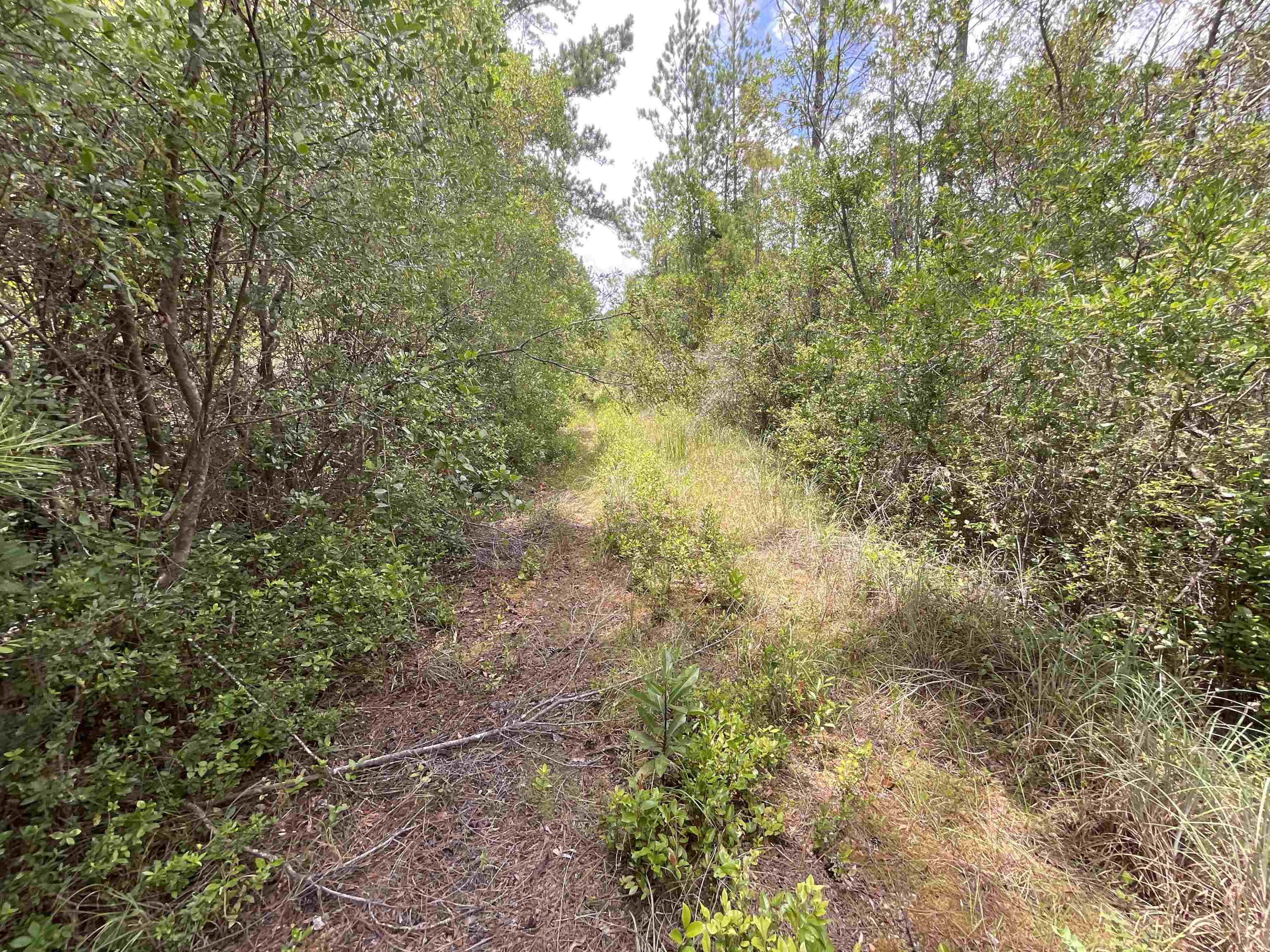 Vacant Oneal Tram Road, Lamont, Florida image 32