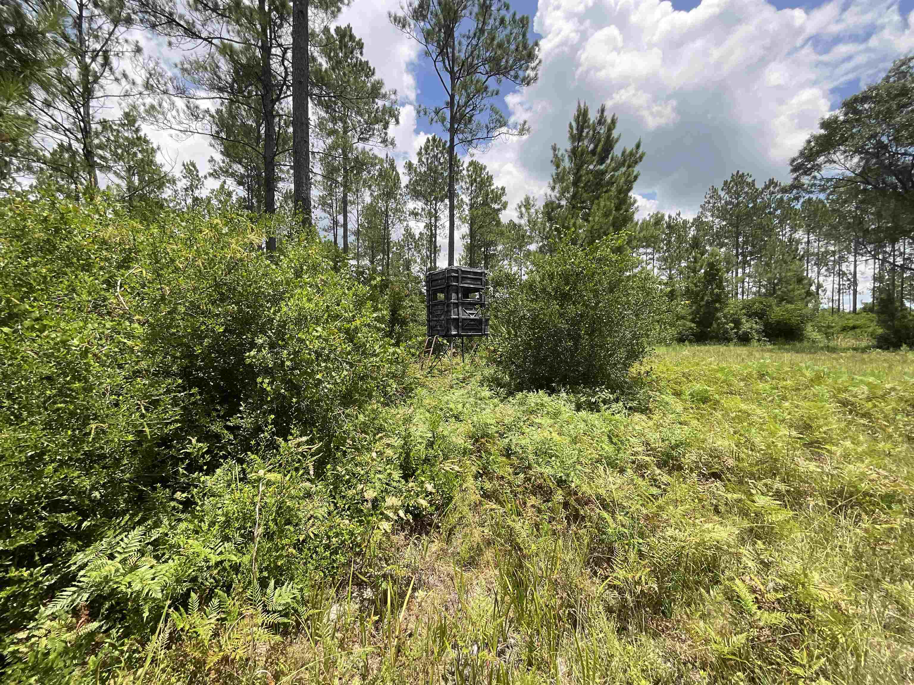 Vacant Oneal Tram Road, Lamont, Florida image 33