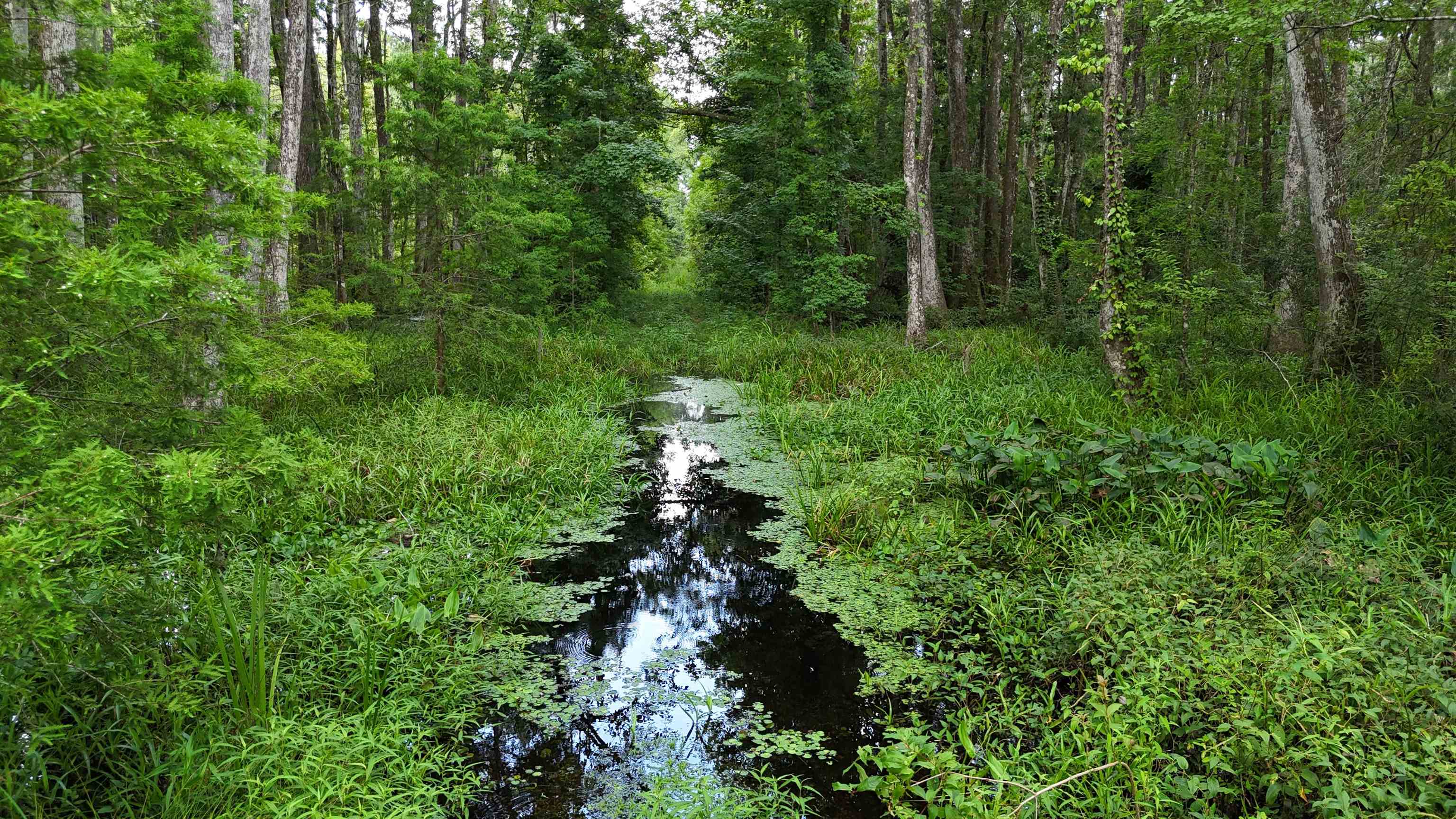 Vacant Oneal Tram Road, Lamont, Florida image 34