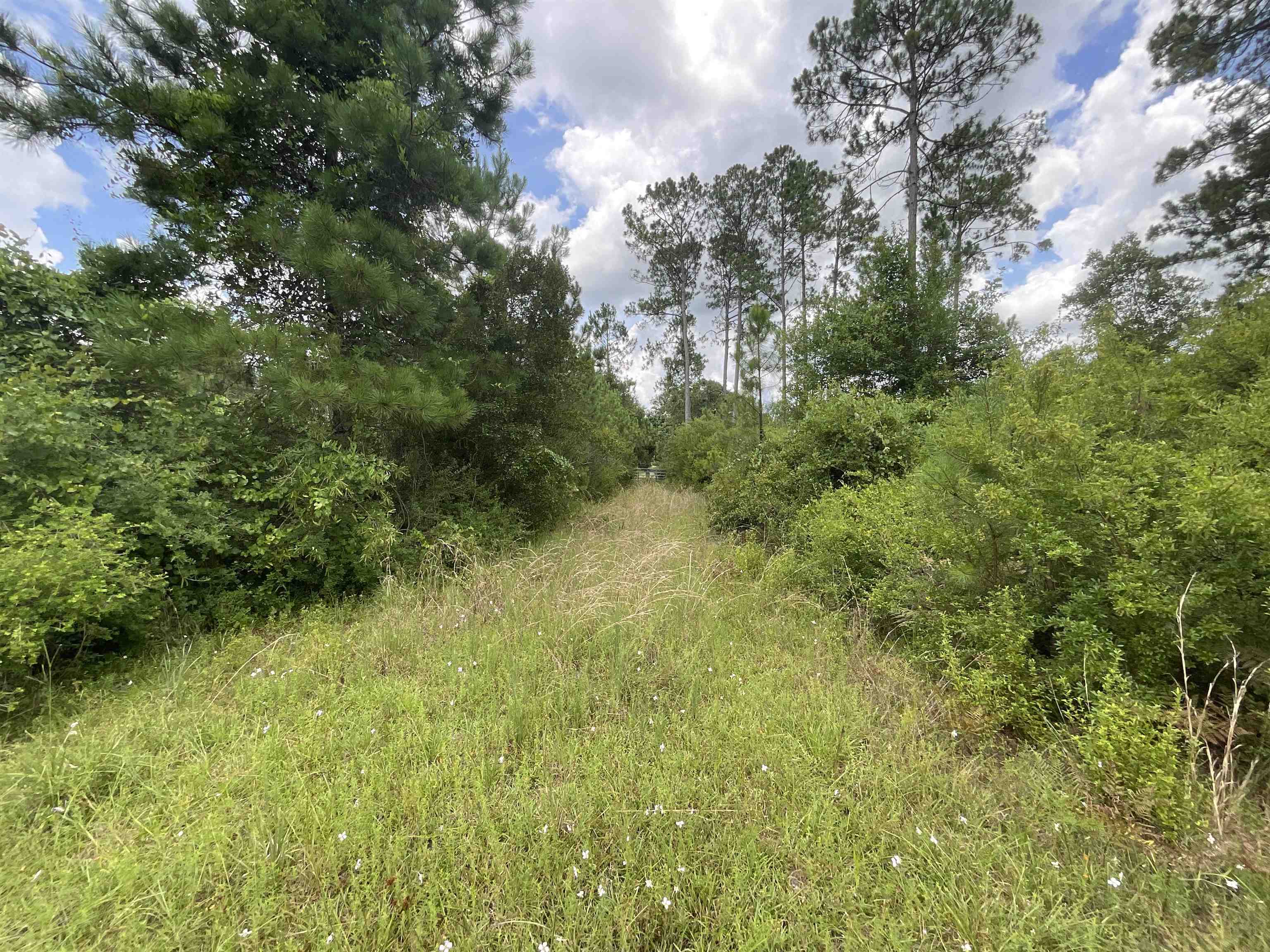 Vacant Oneal Tram Road, Lamont, Florida image 35