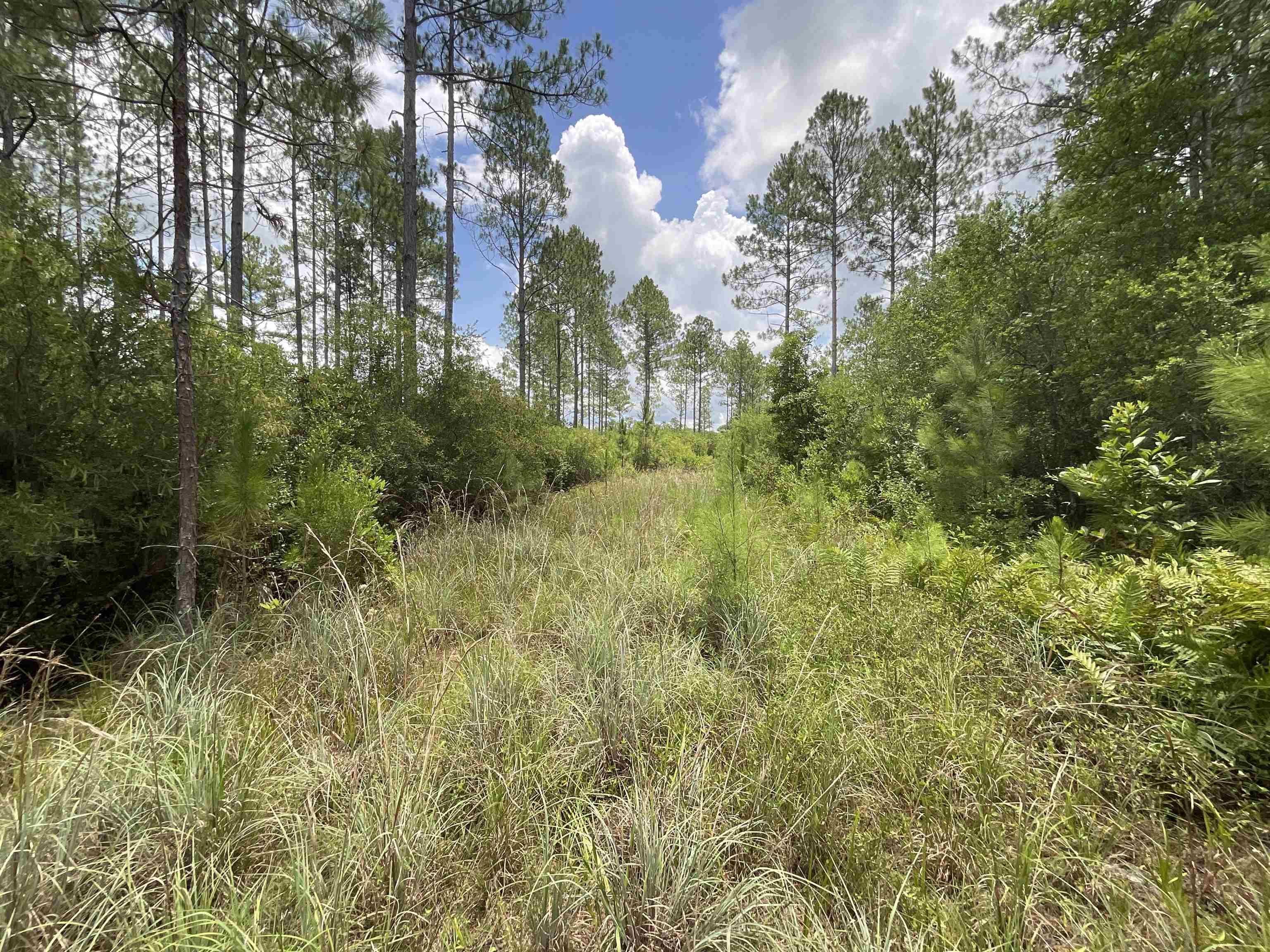 Vacant Oneal Tram Road, Lamont, Florida image 36