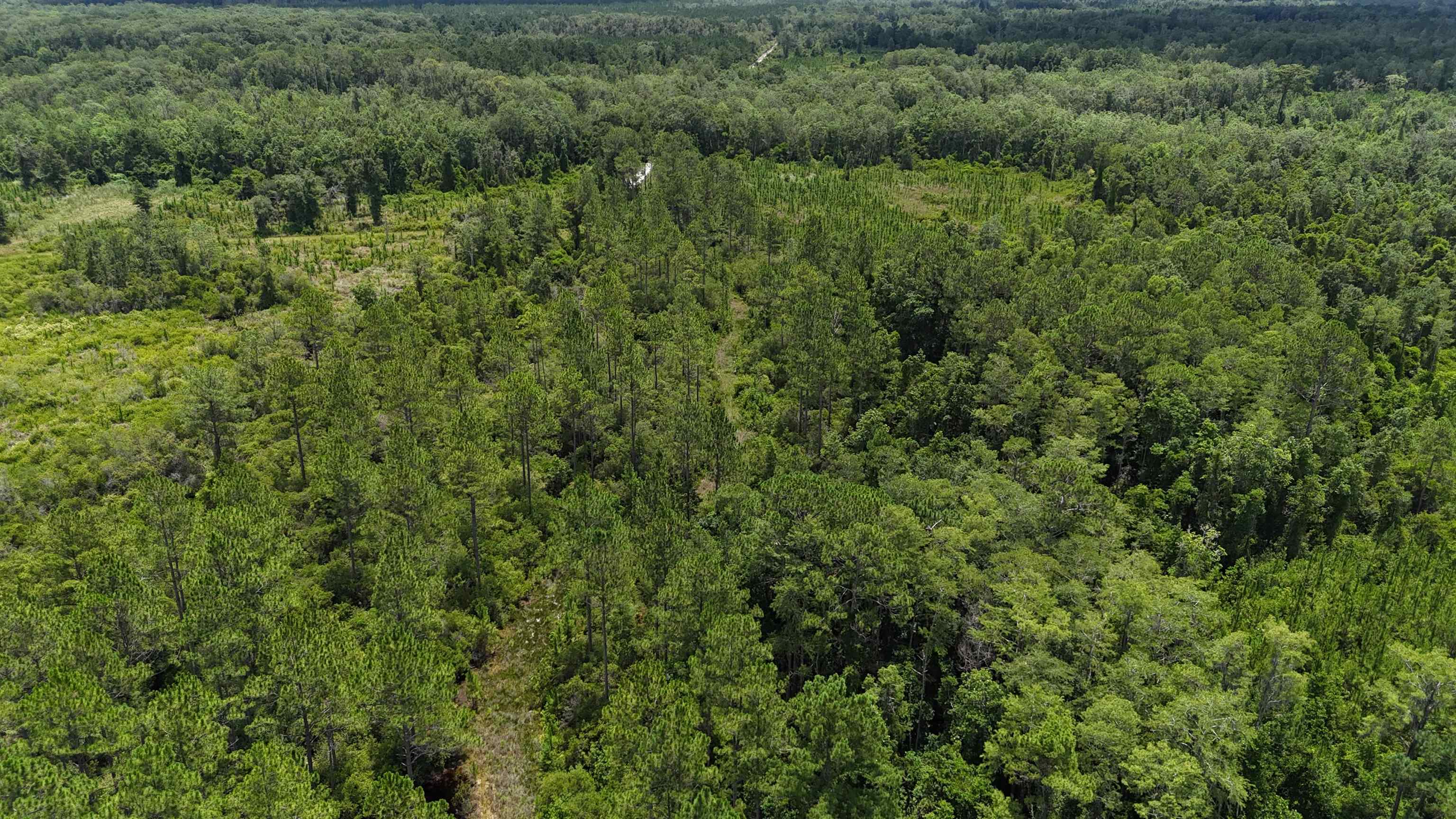 Vacant Oneal Tram Road, Lamont, Florida image 39