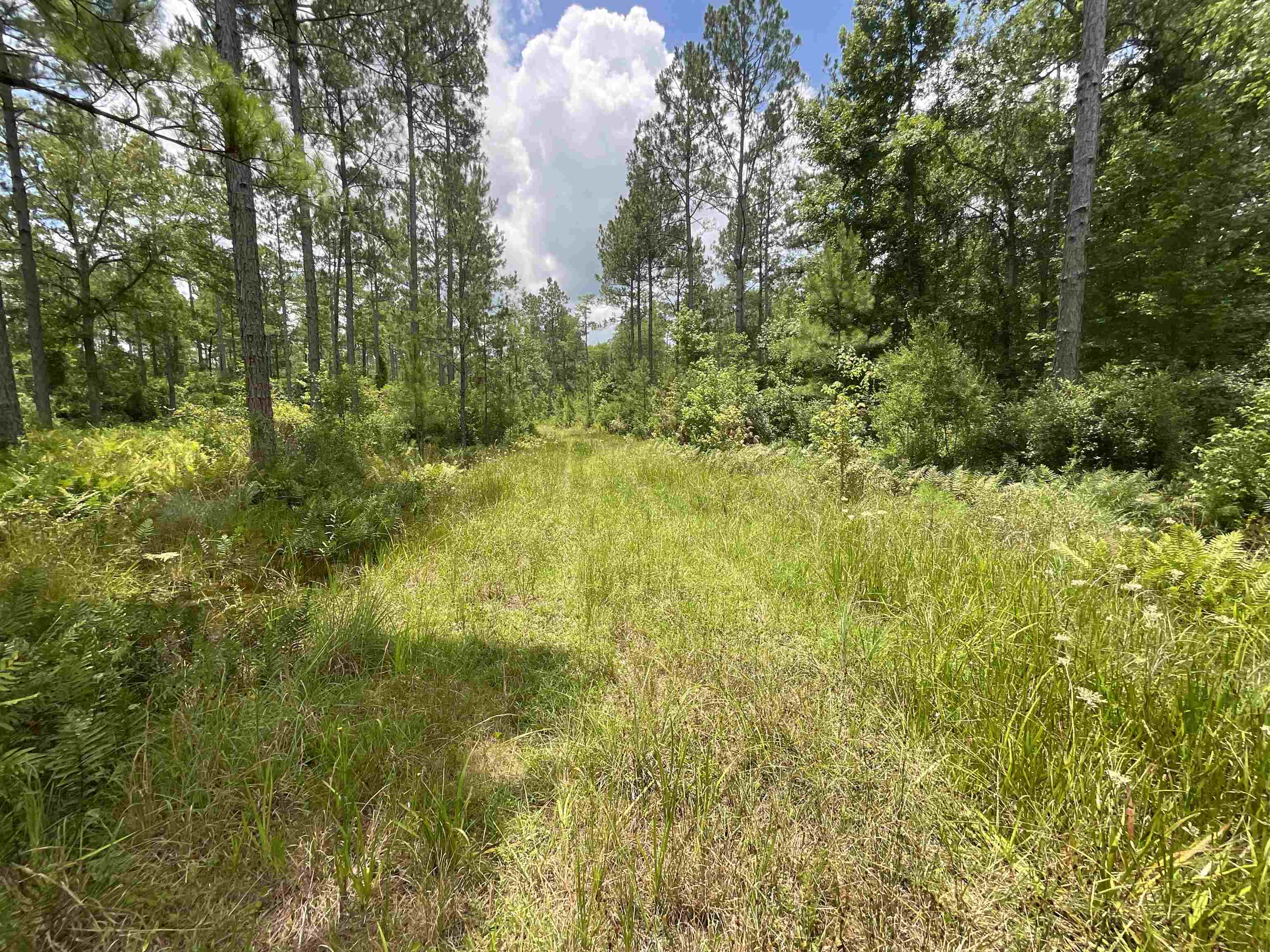 Vacant Oneal Tram Road, Lamont, Florida image 9