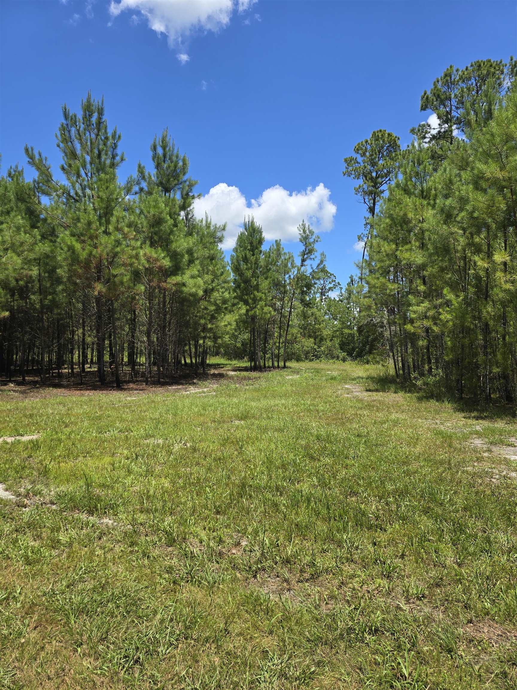 7440 Alton Wendtworth Rd, GREENVILLE, Florida image 6