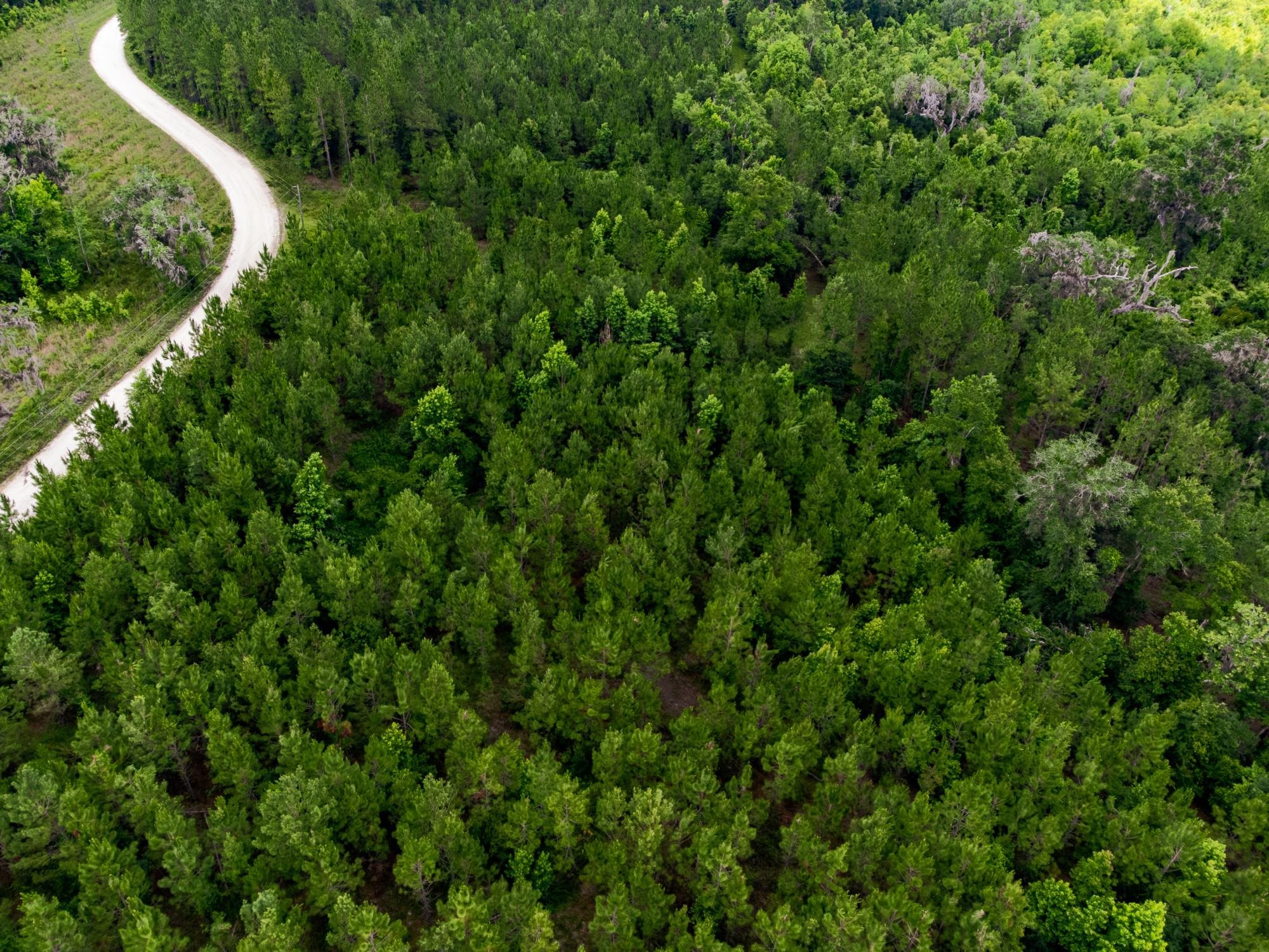 005 Brushy Hammock Road, MAYO, Florida image 3