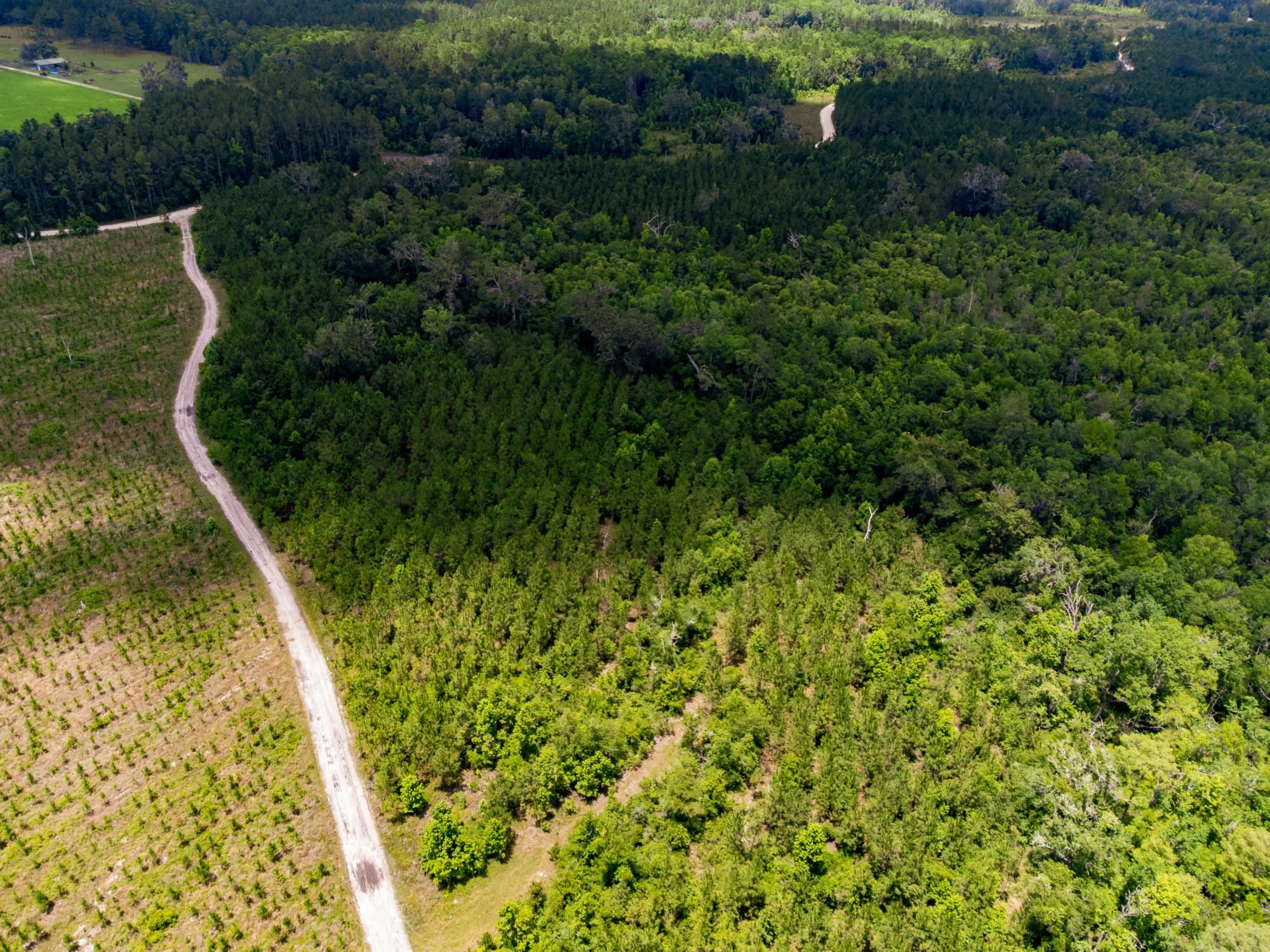 006 Brushy Hammock Road, MAYO, Florida image 14