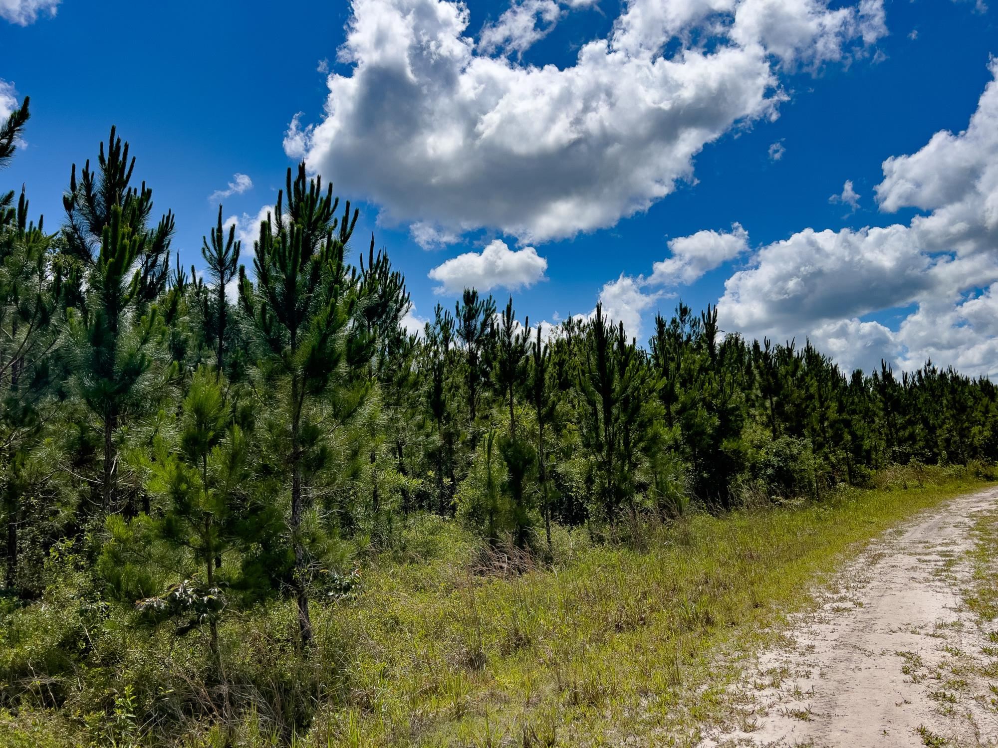 006 Brushy Hammock Road, MAYO, Florida image 16