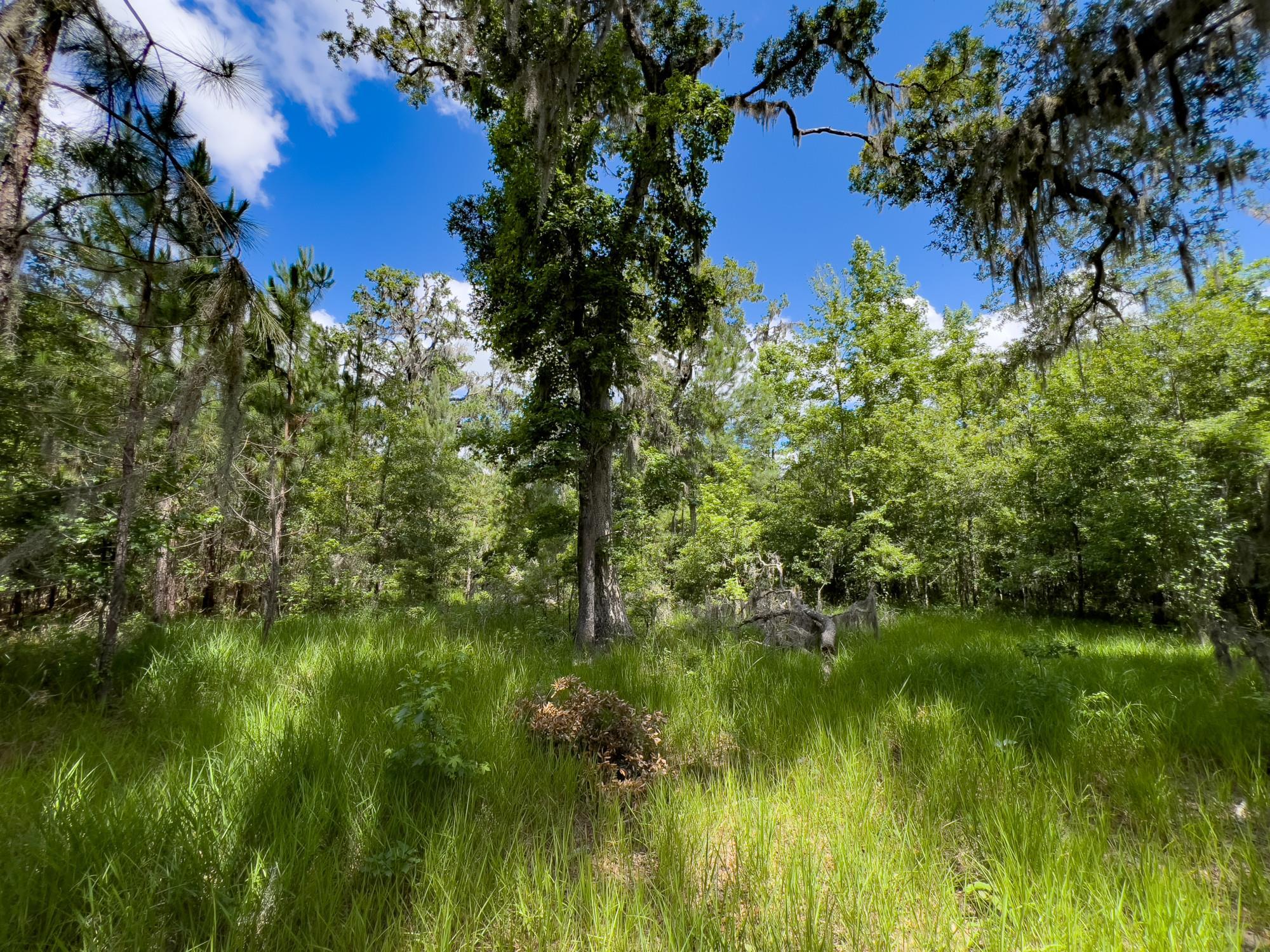 006 Brushy Hammock Road, MAYO, Florida image 21