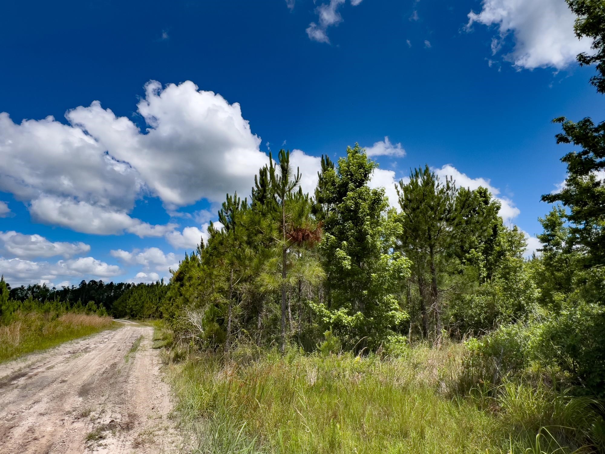 006 Brushy Hammock Road, MAYO, Florida image 23