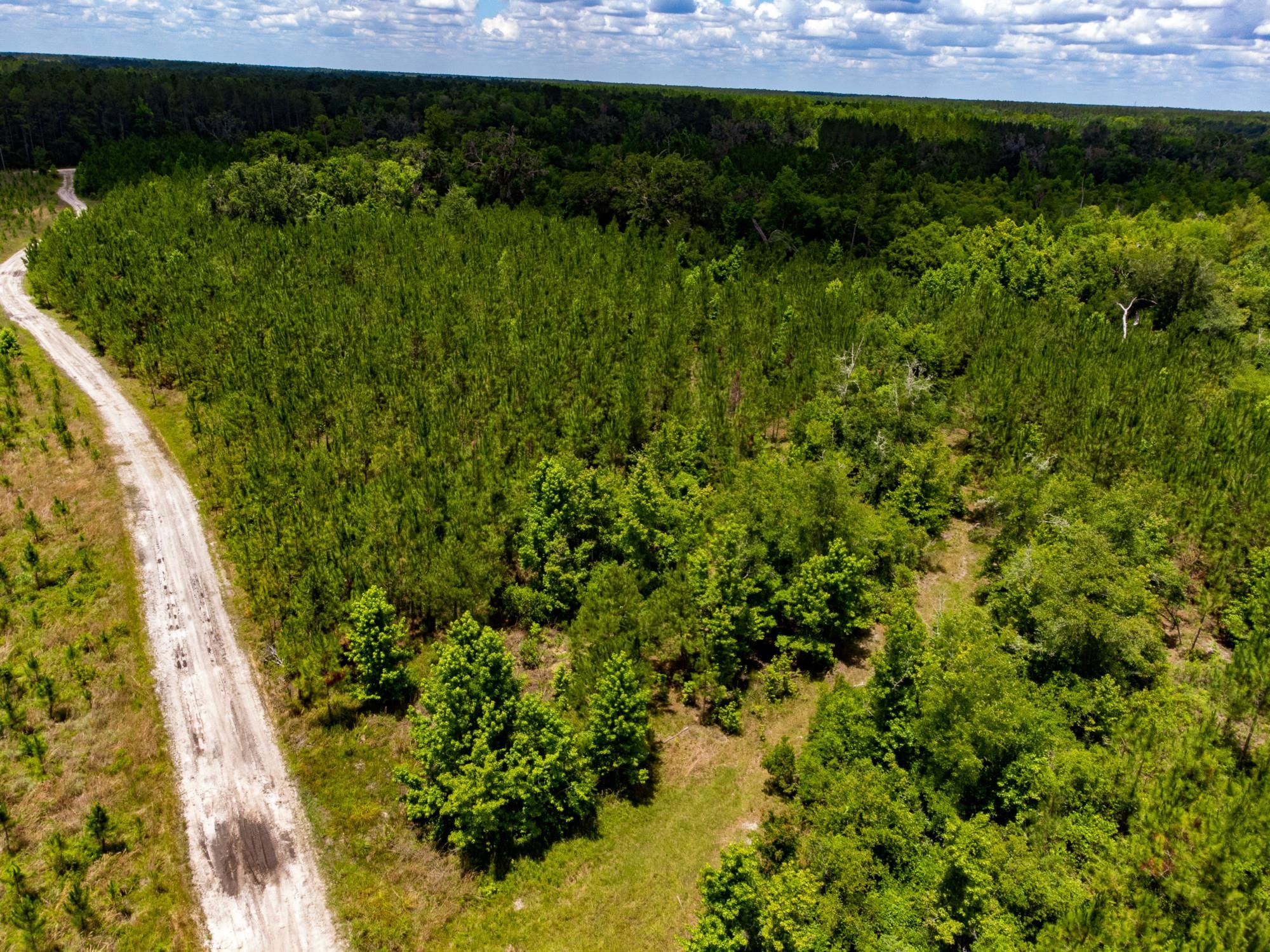 006 Brushy Hammock Road, MAYO, Florida image 4