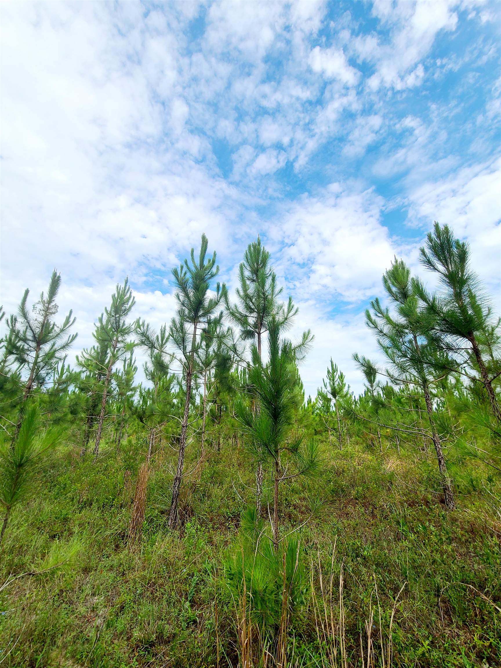 42.41 Acres NE 247th Avenue, Cross City, Florida image 18