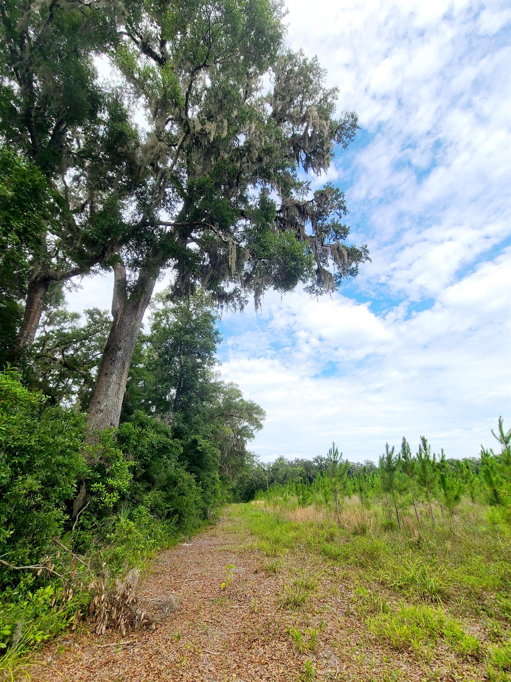 42.41 Acres NE 247th Avenue, Cross City, Florida image 24