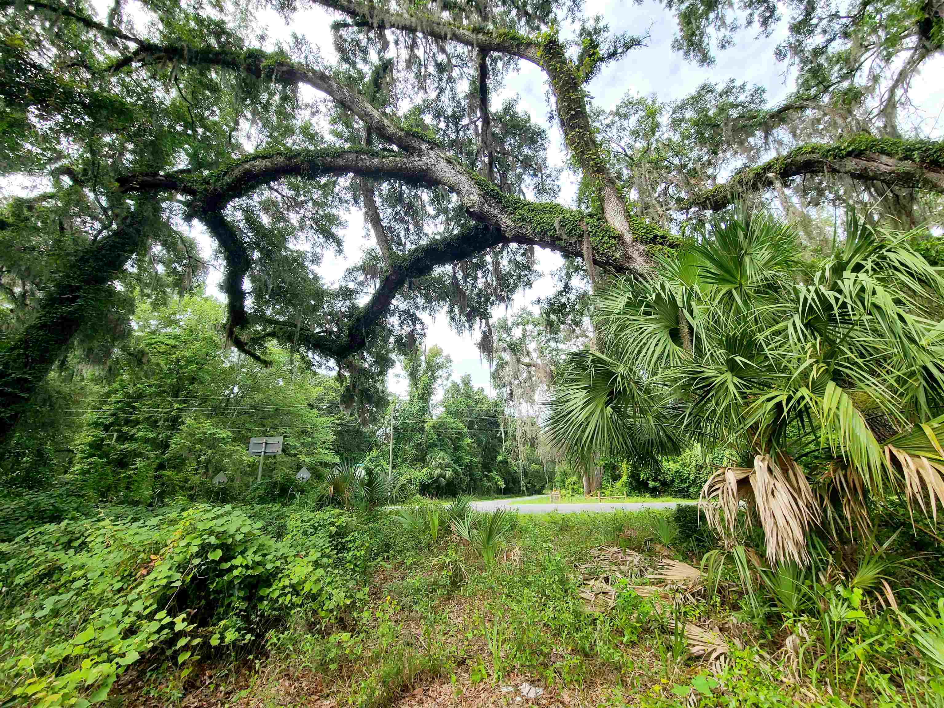 42.41 Acres NE 247th Avenue, Cross City, Florida image 26