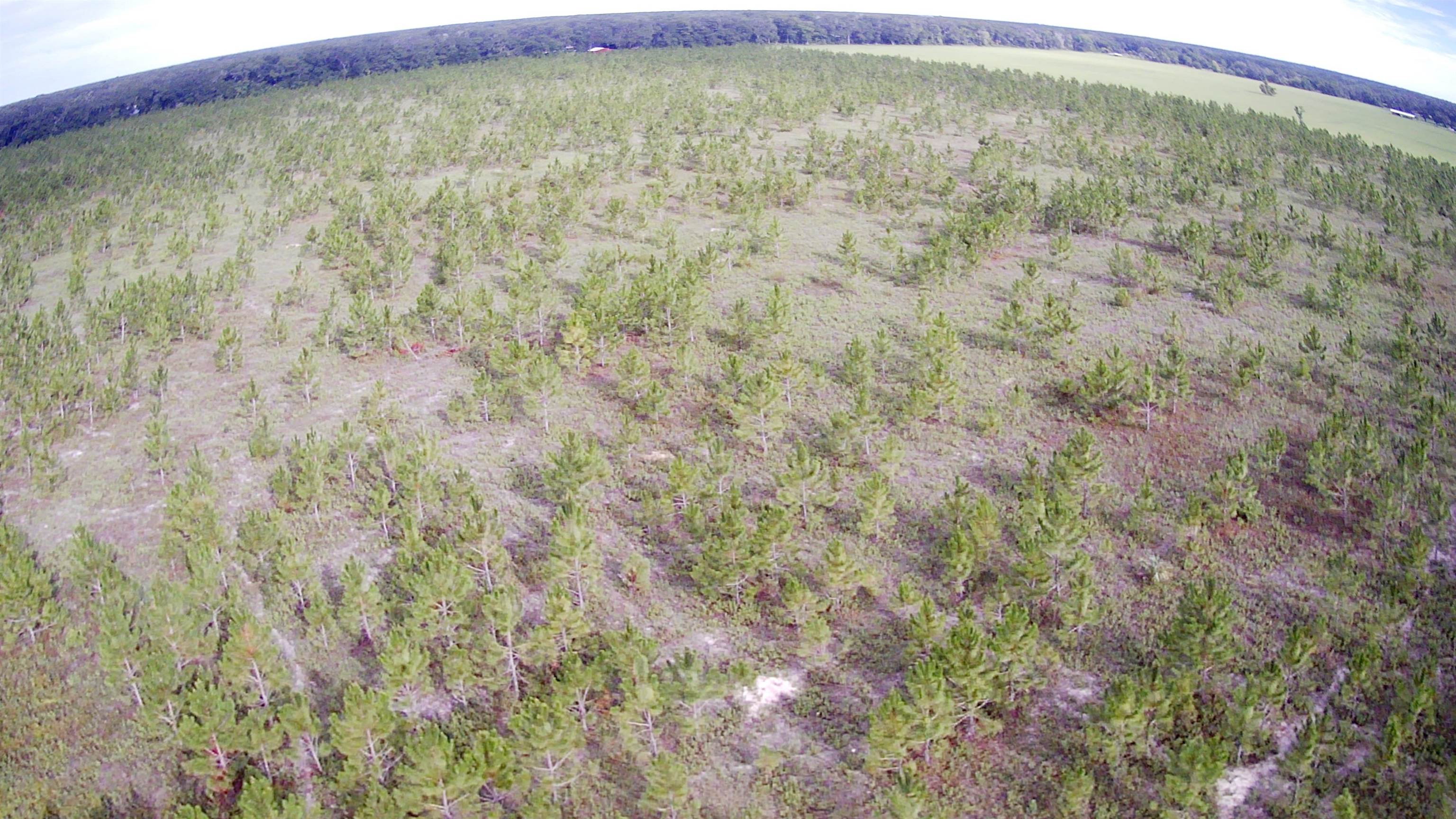42.41 Acres NE 247th Avenue, Cross City, Florida image 32