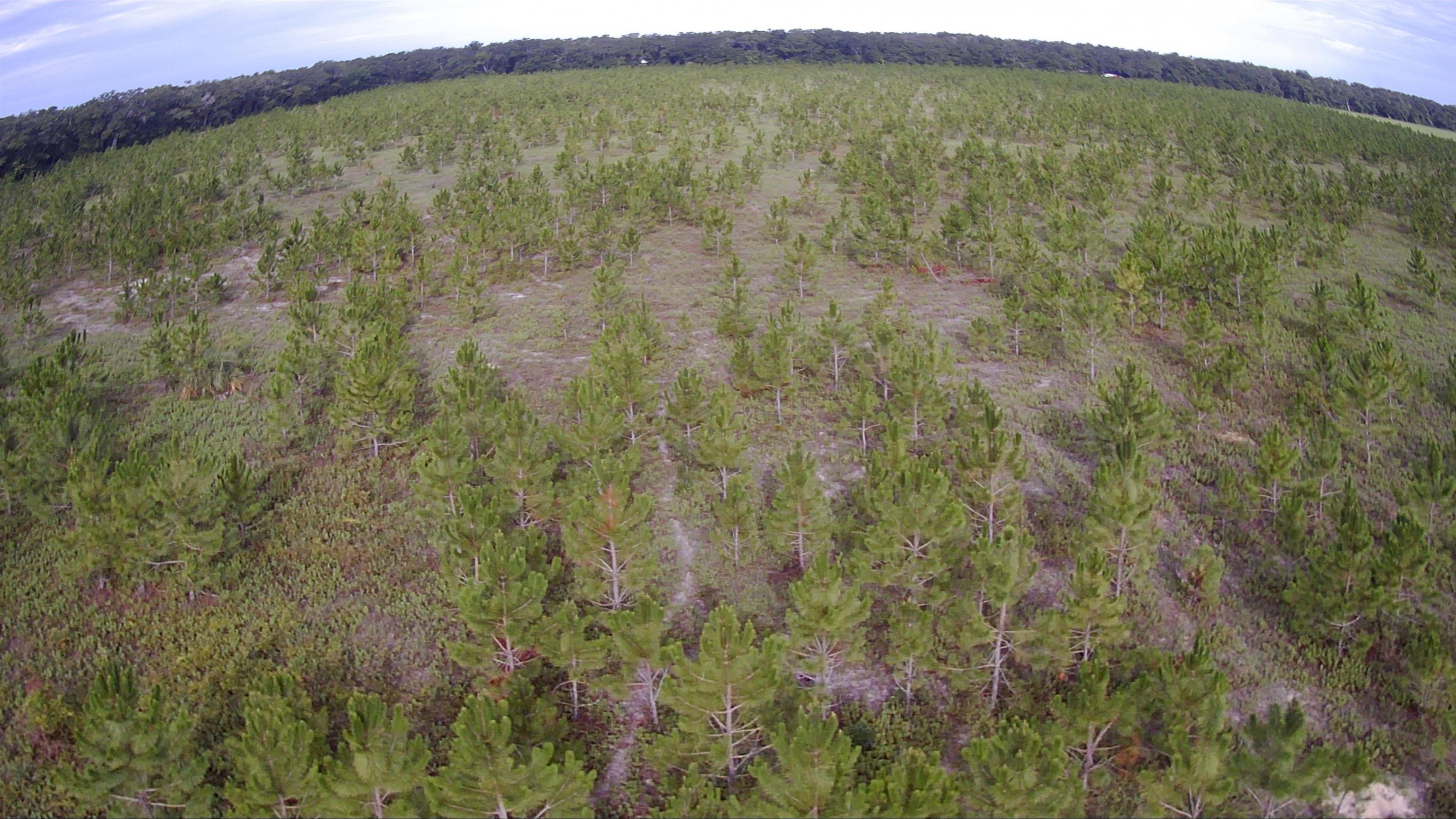 42.41 Acres NE 247th Avenue, Cross City, Florida image 35