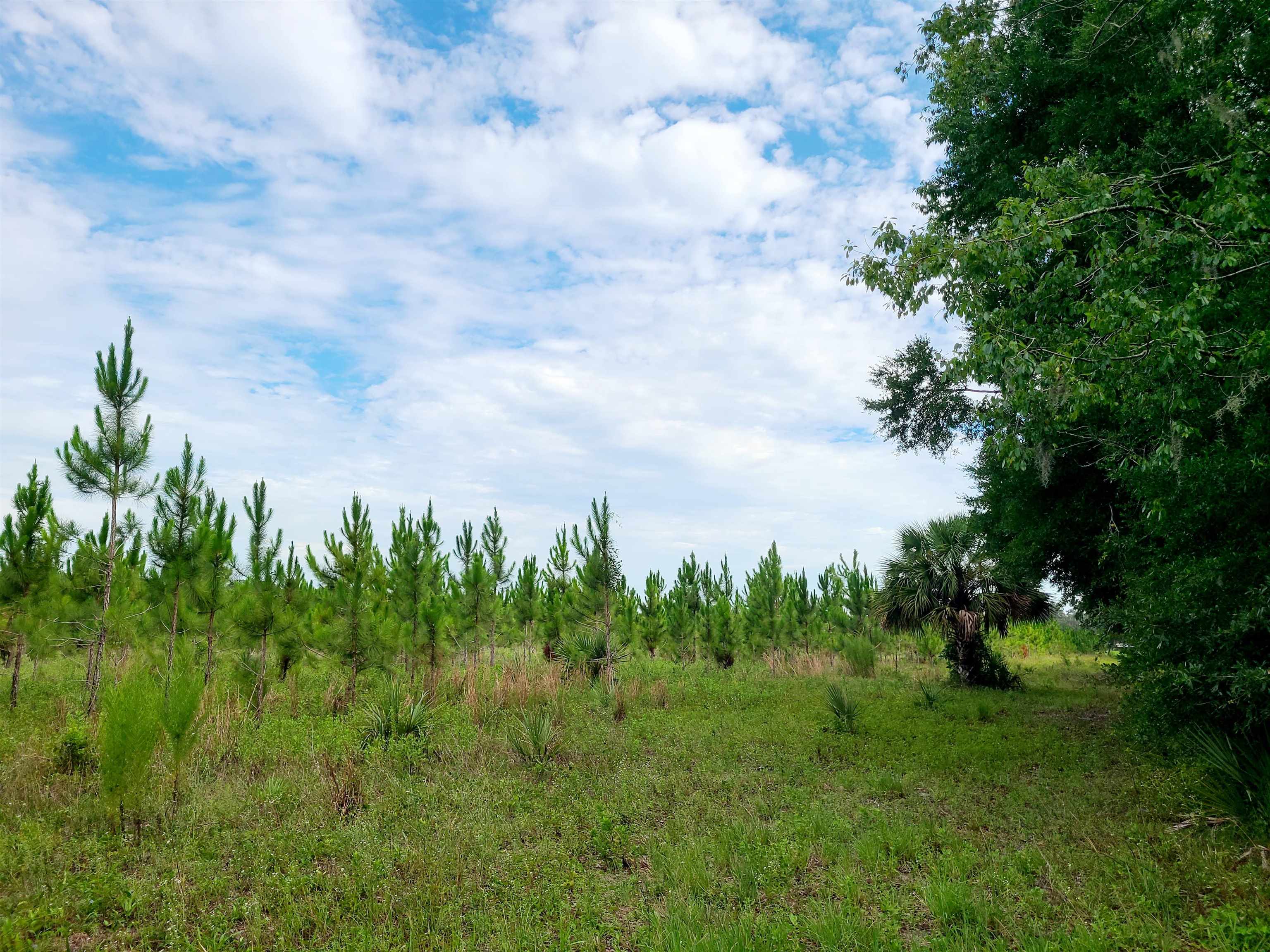 21.17 Acres NE 247th Avenue, Cross City, Florida image 11