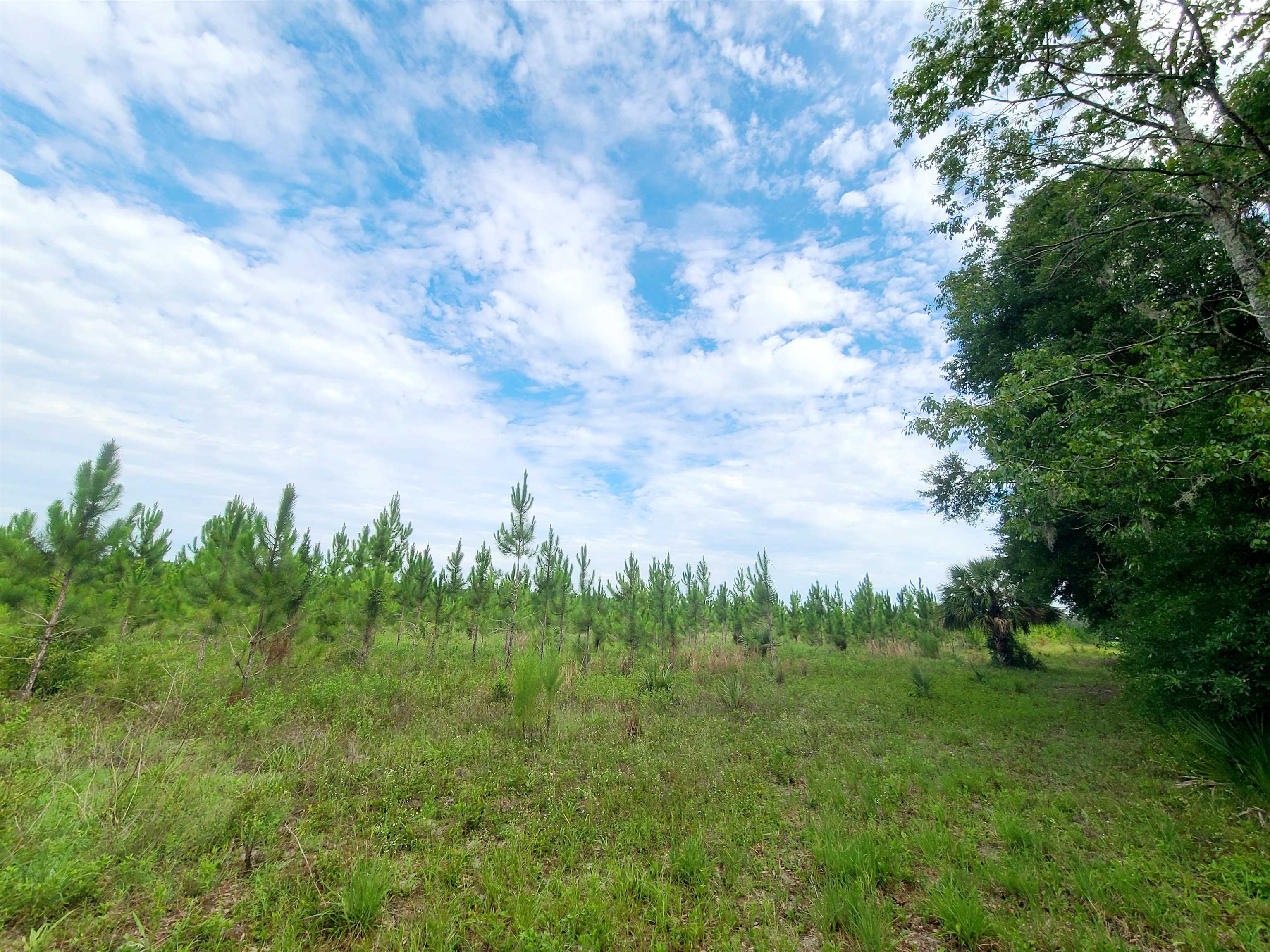 21.17 Acres NE 247th Avenue, Cross City, Florida image 16