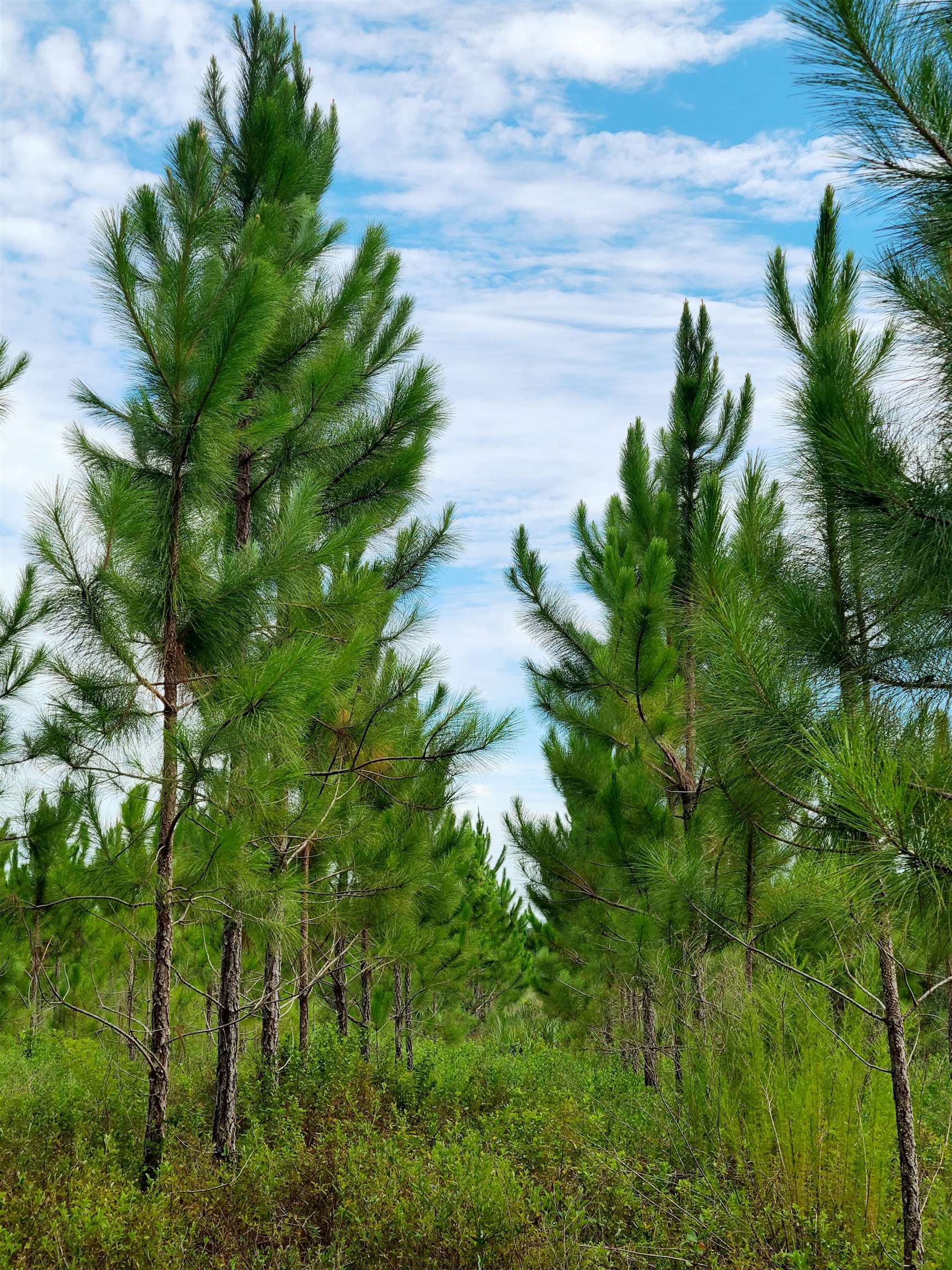 21.17 Acres NE 247th Avenue, Cross City, Florida image 2