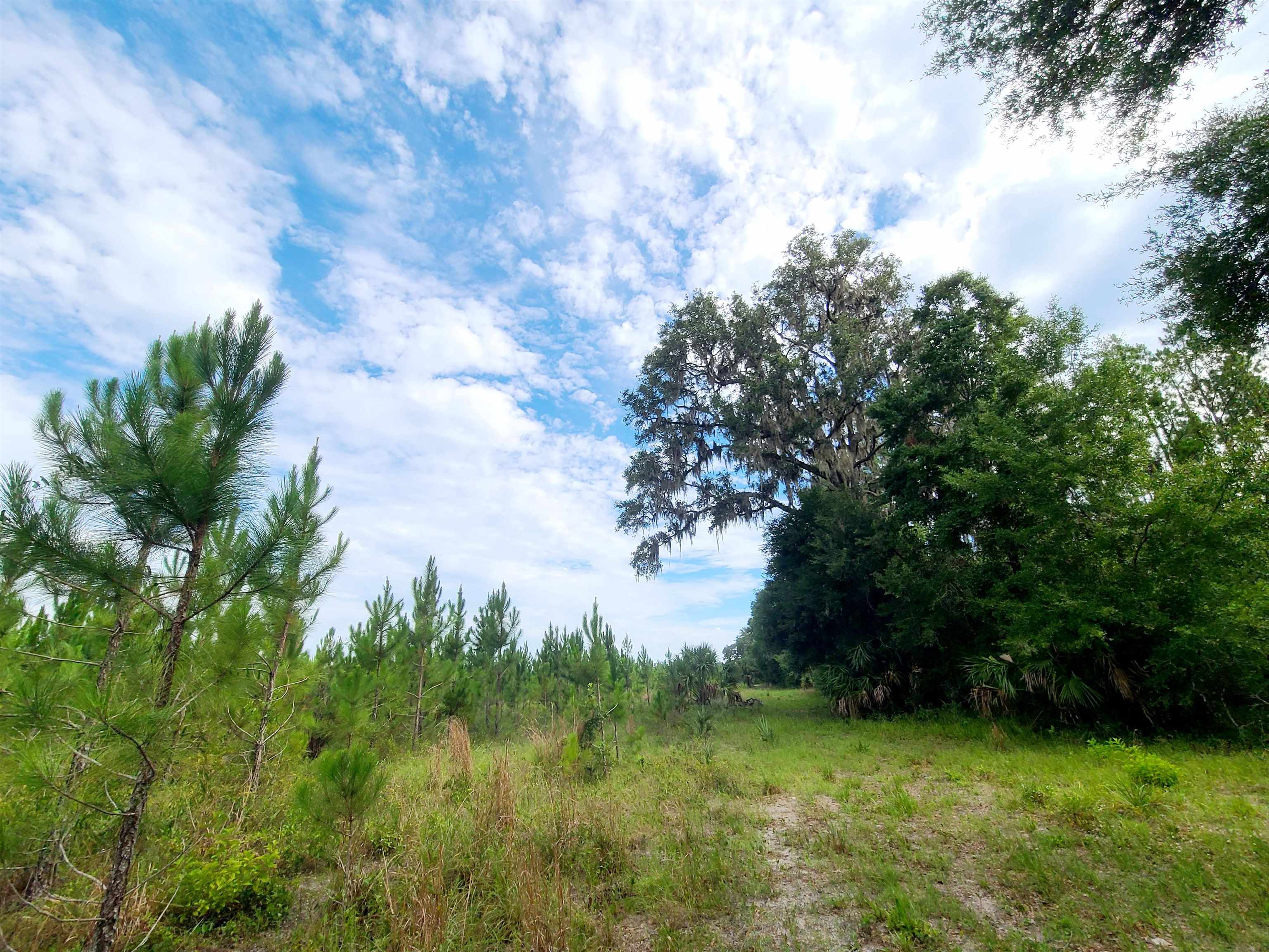 21.17 Acres NE 247th Avenue, Cross City, Florida image 20
