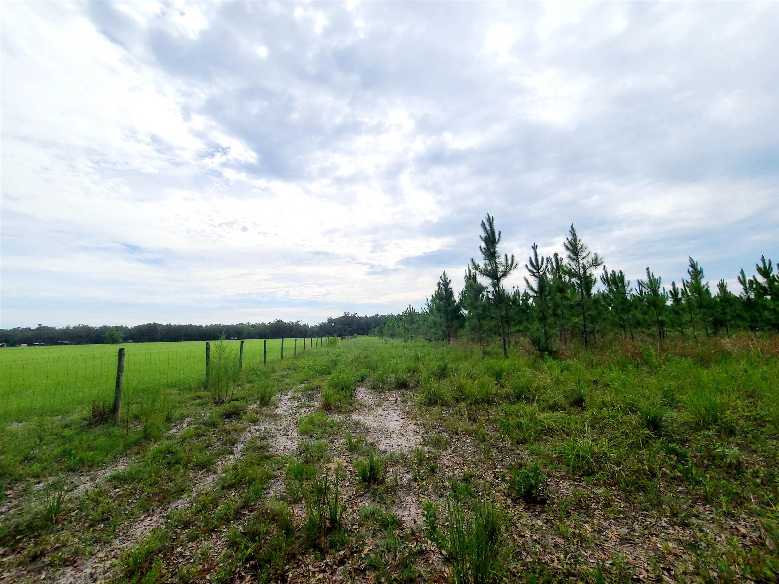 21.17 Acres NE 247th Avenue, Cross City, Florida image 25