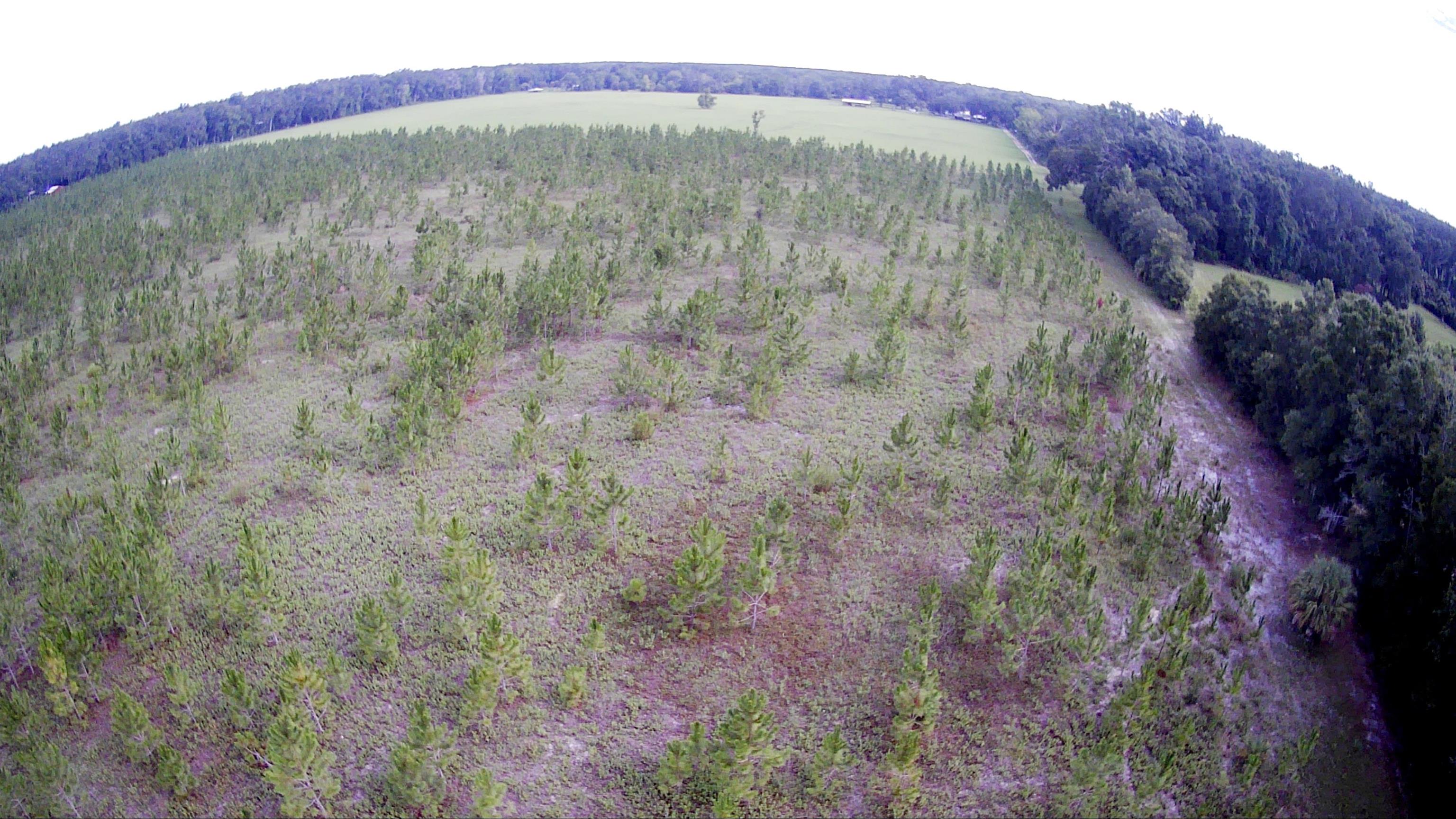 21.17 Acres NE 247th Avenue, Cross City, Florida image 29