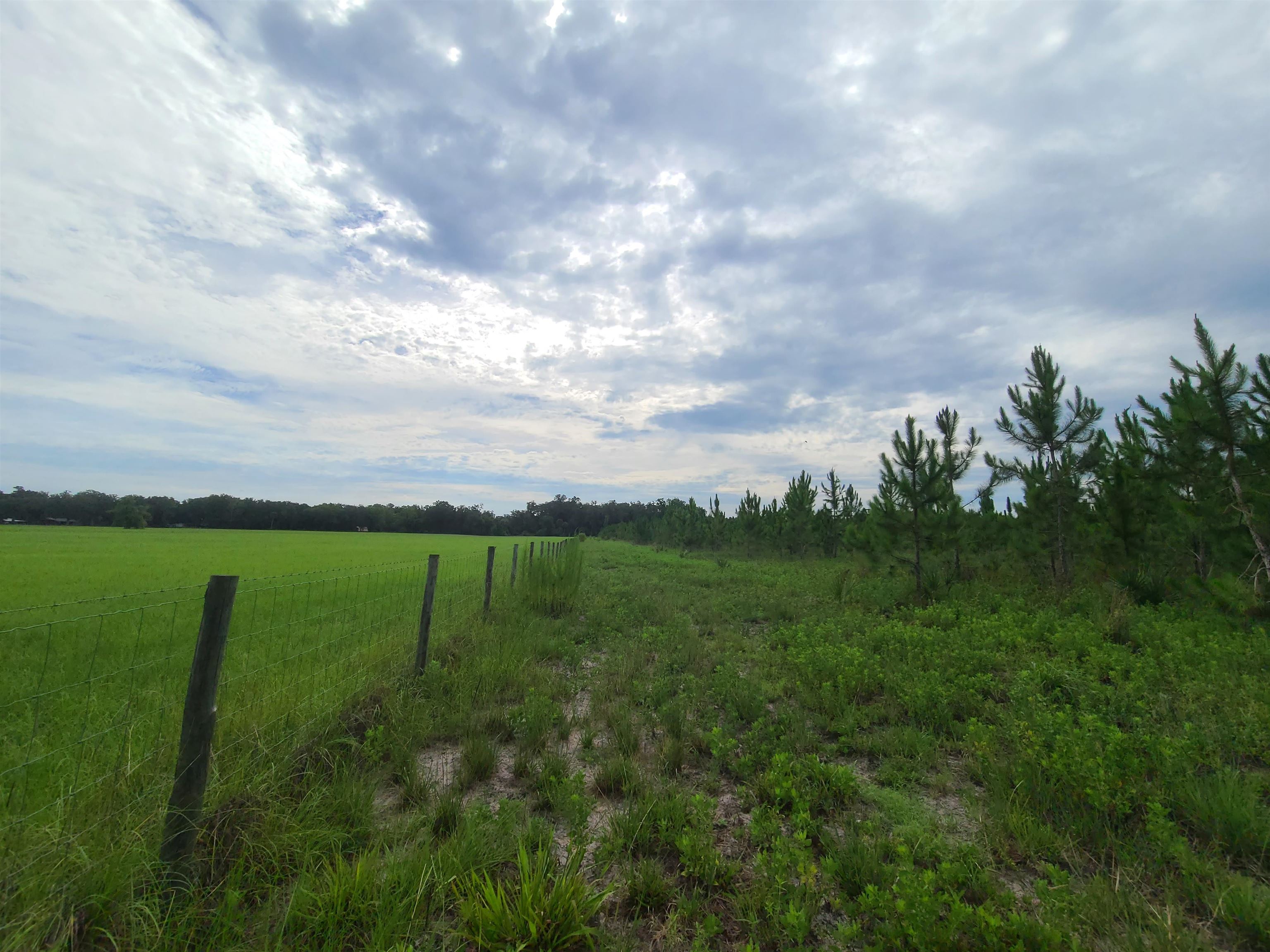 21.17 Acres NE 247th Avenue, Cross City, Florida image 3