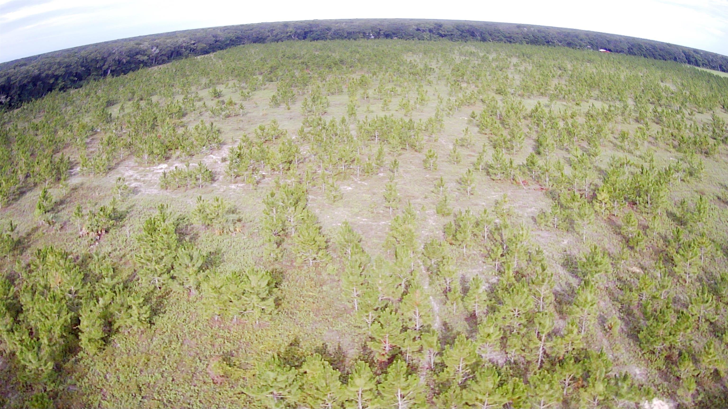 21.17 Acres NE 247th Avenue, Cross City, Florida image 31
